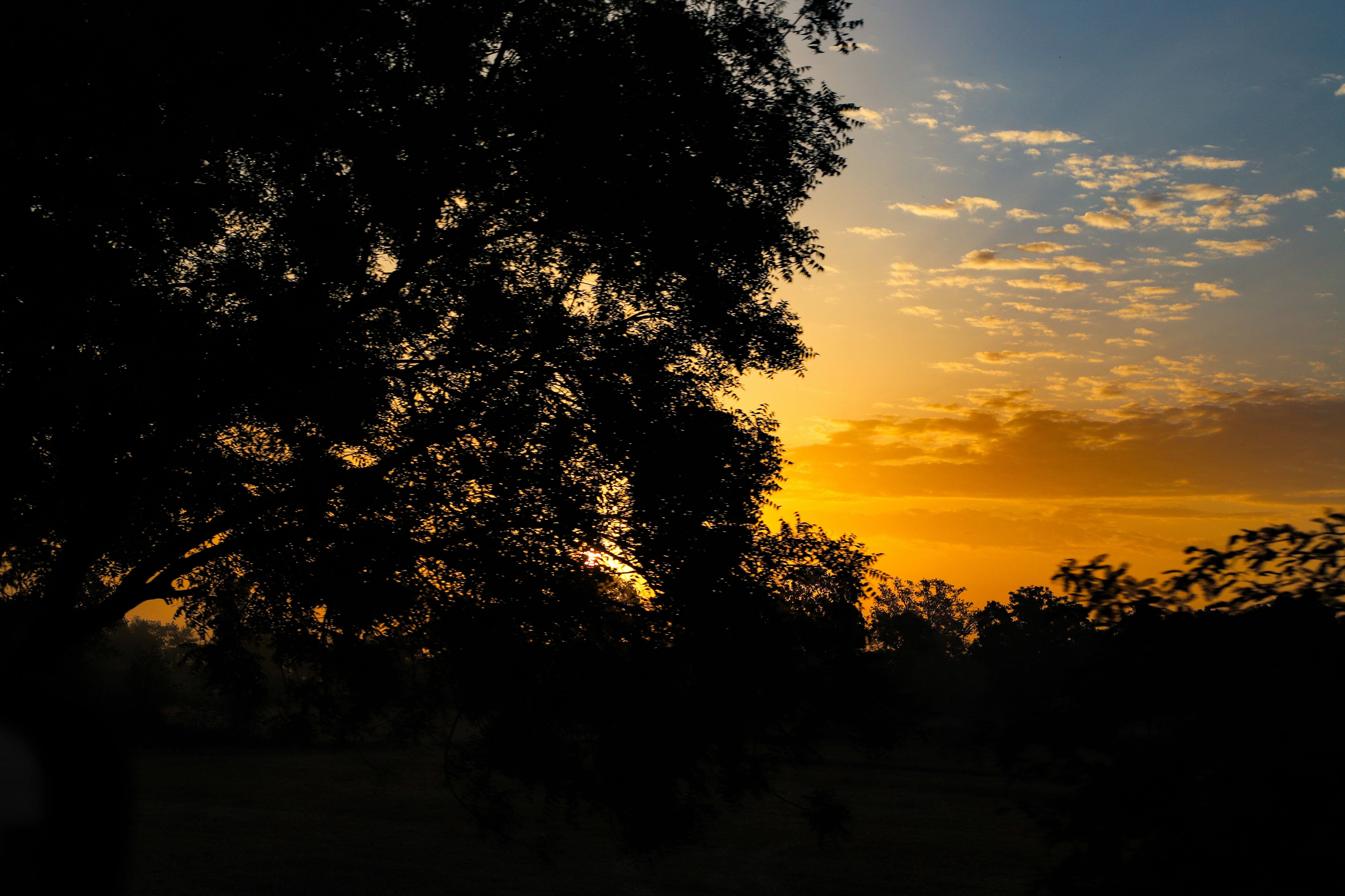 The sun is setting behind a tree in a field