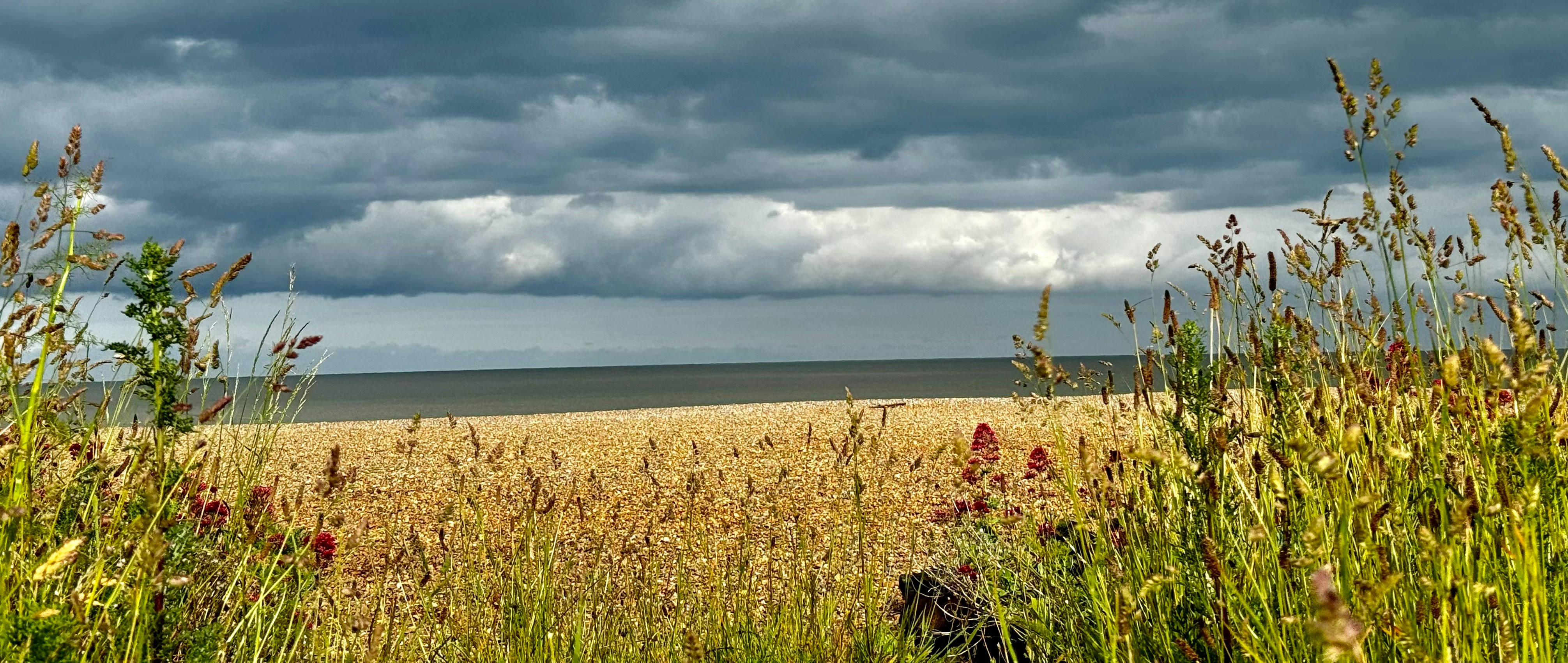 A field of tall grass under a cloudy sky