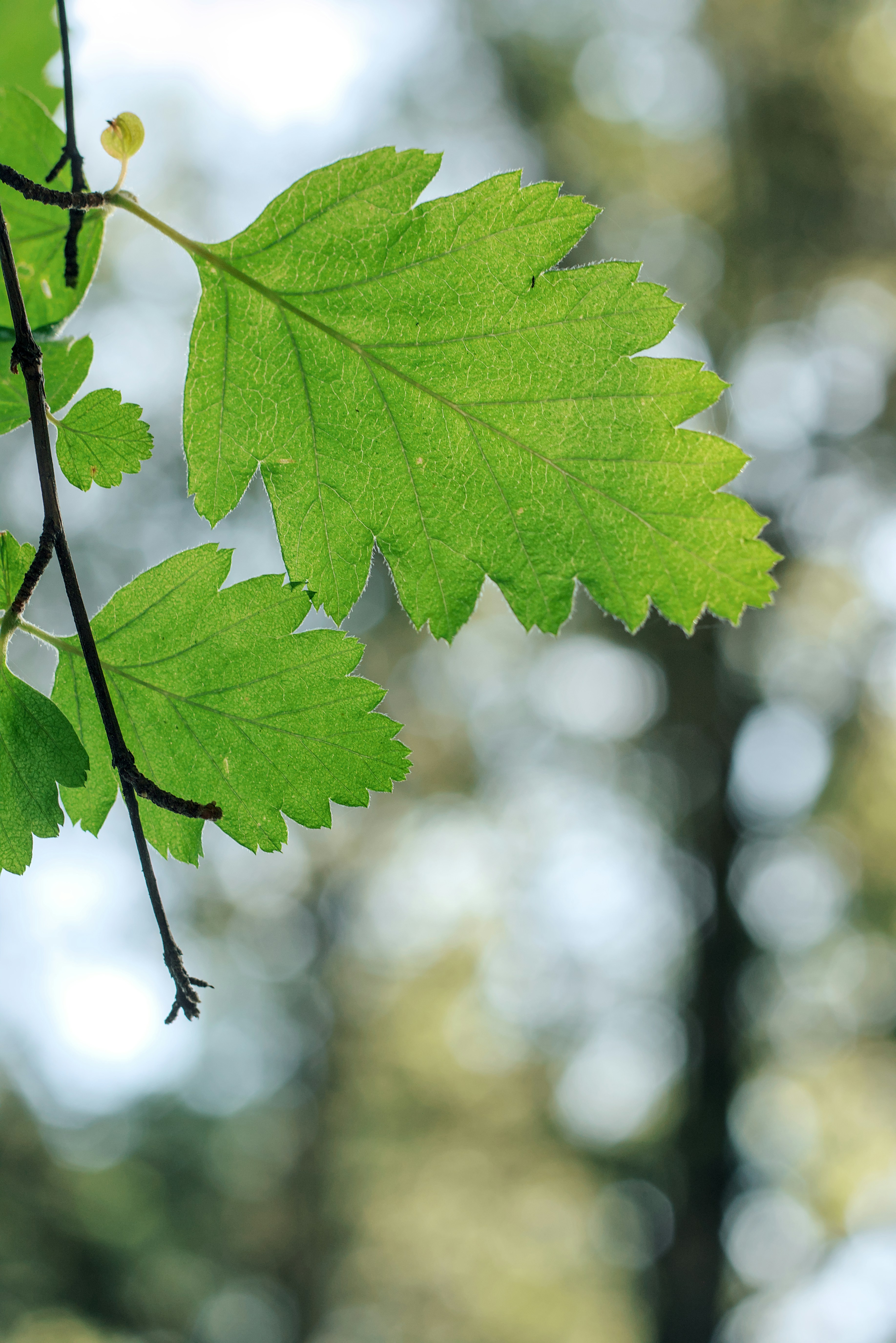 Photo by dcanadianphotographer