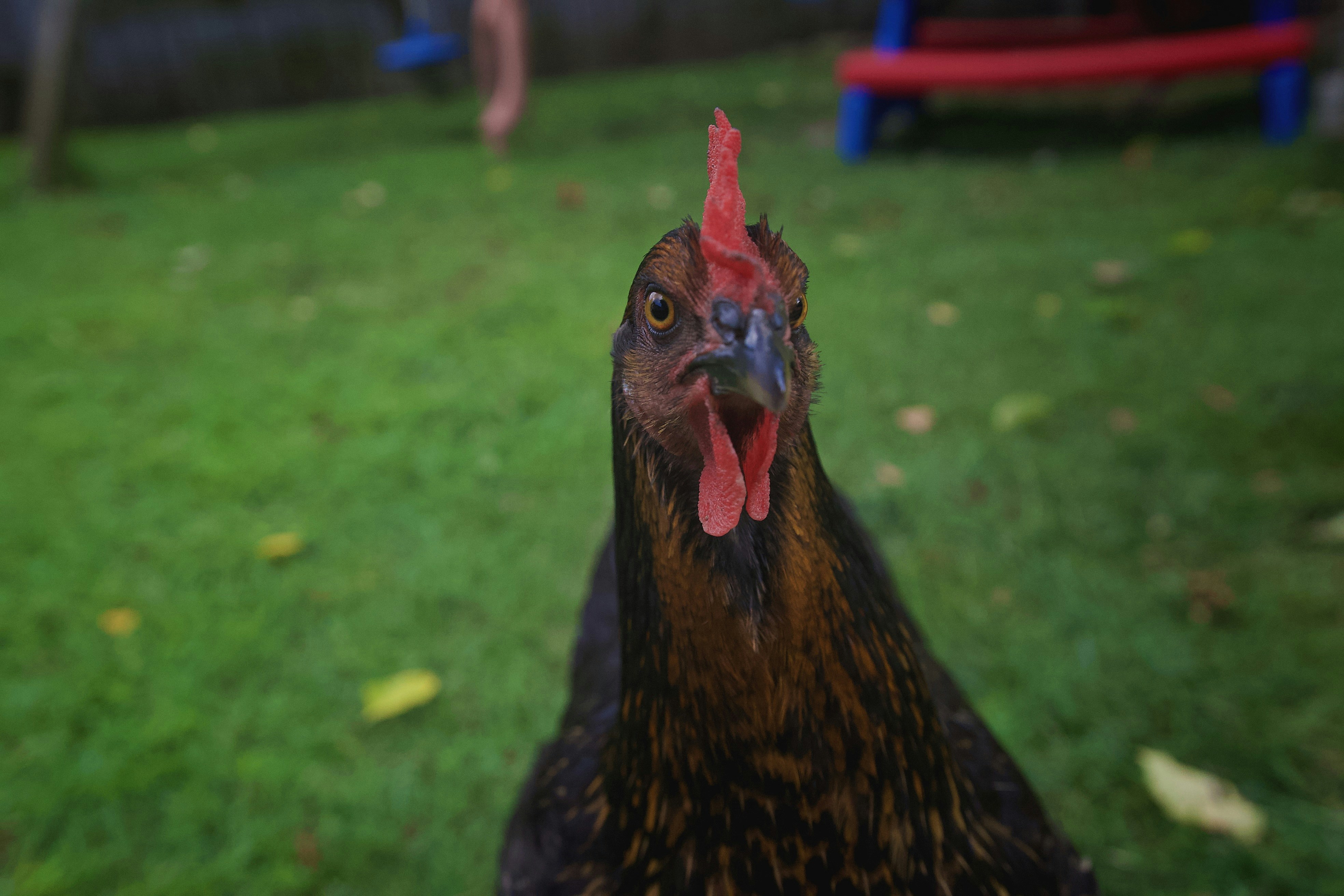 Hot Birdie'S Chicken Menu