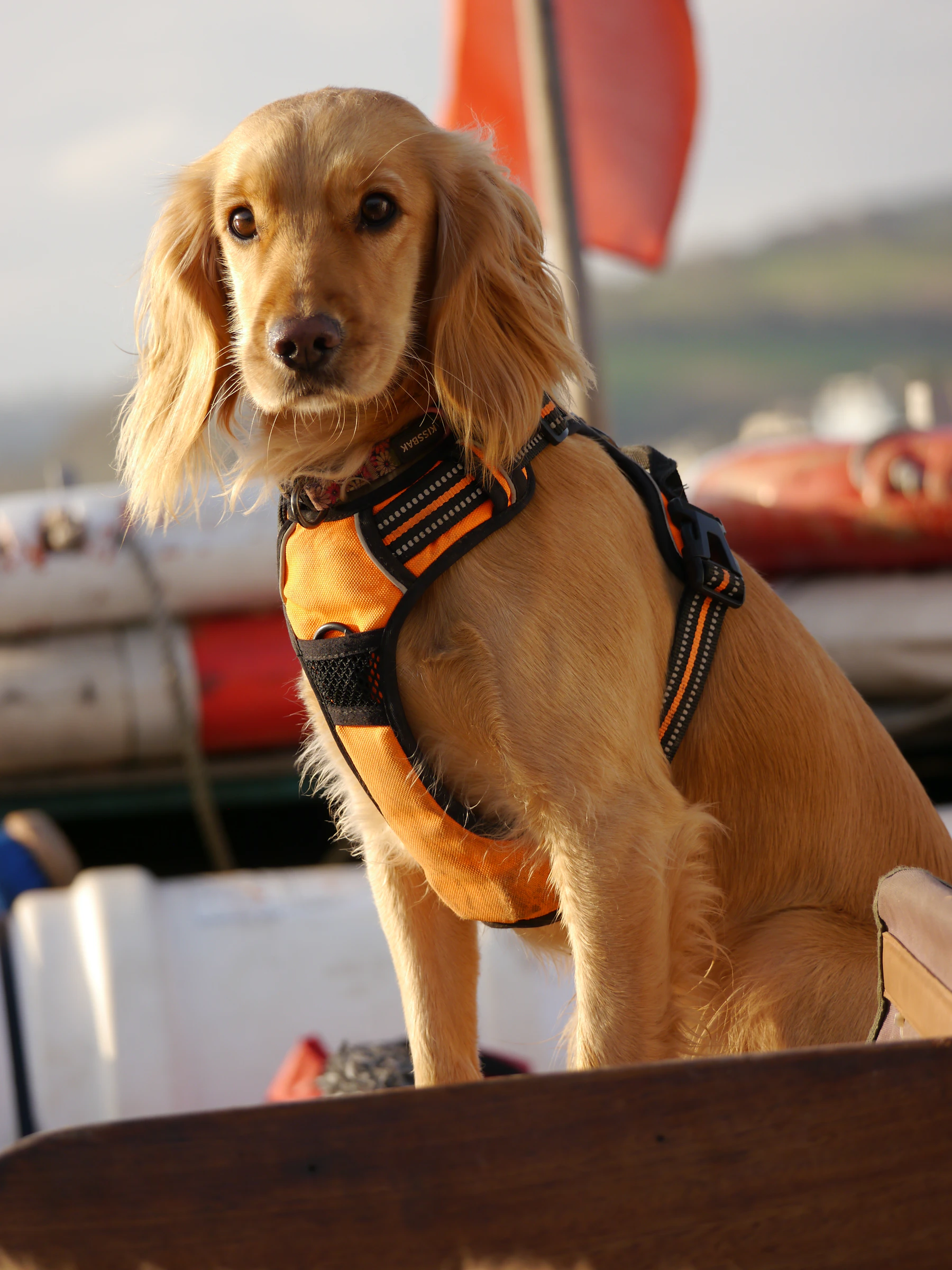 Real dog wearing a pet life jacket while sitting on a boat