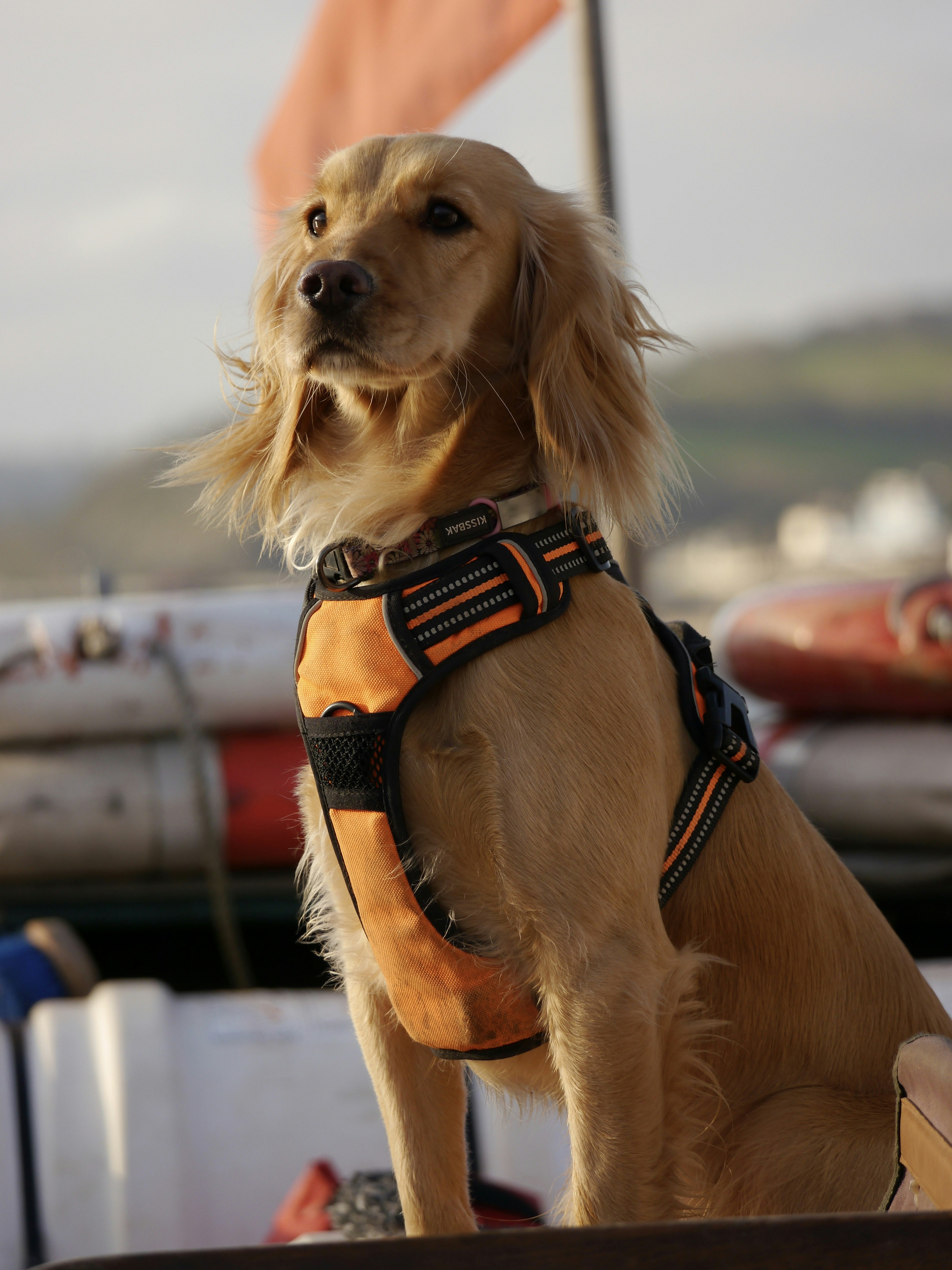 A dog wearing a life jacket sitting on a boat
