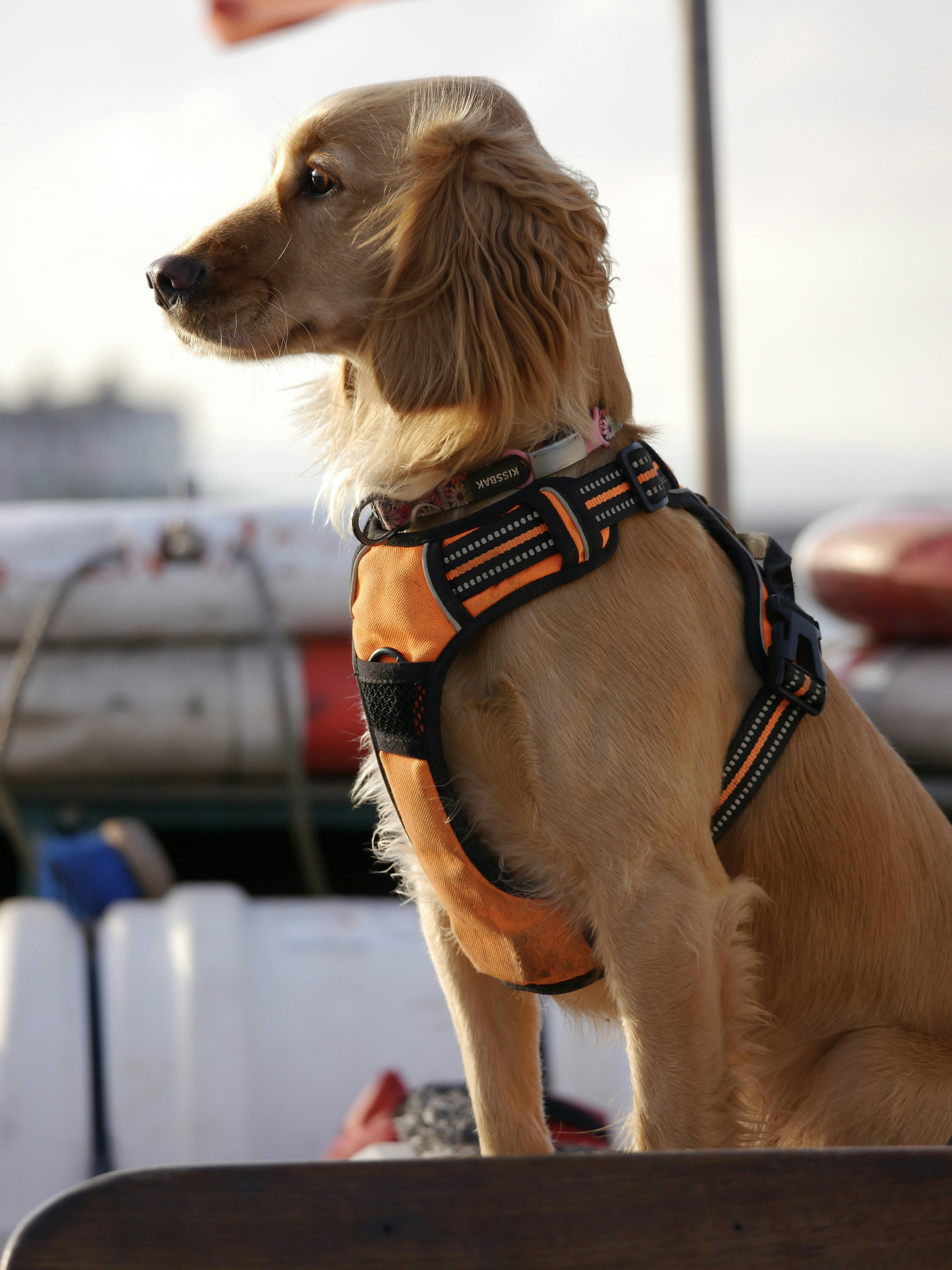 Golden Retriever service dog with a vest, showing calm demeanor