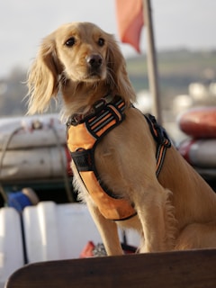 fish farm solutions dog life jacket