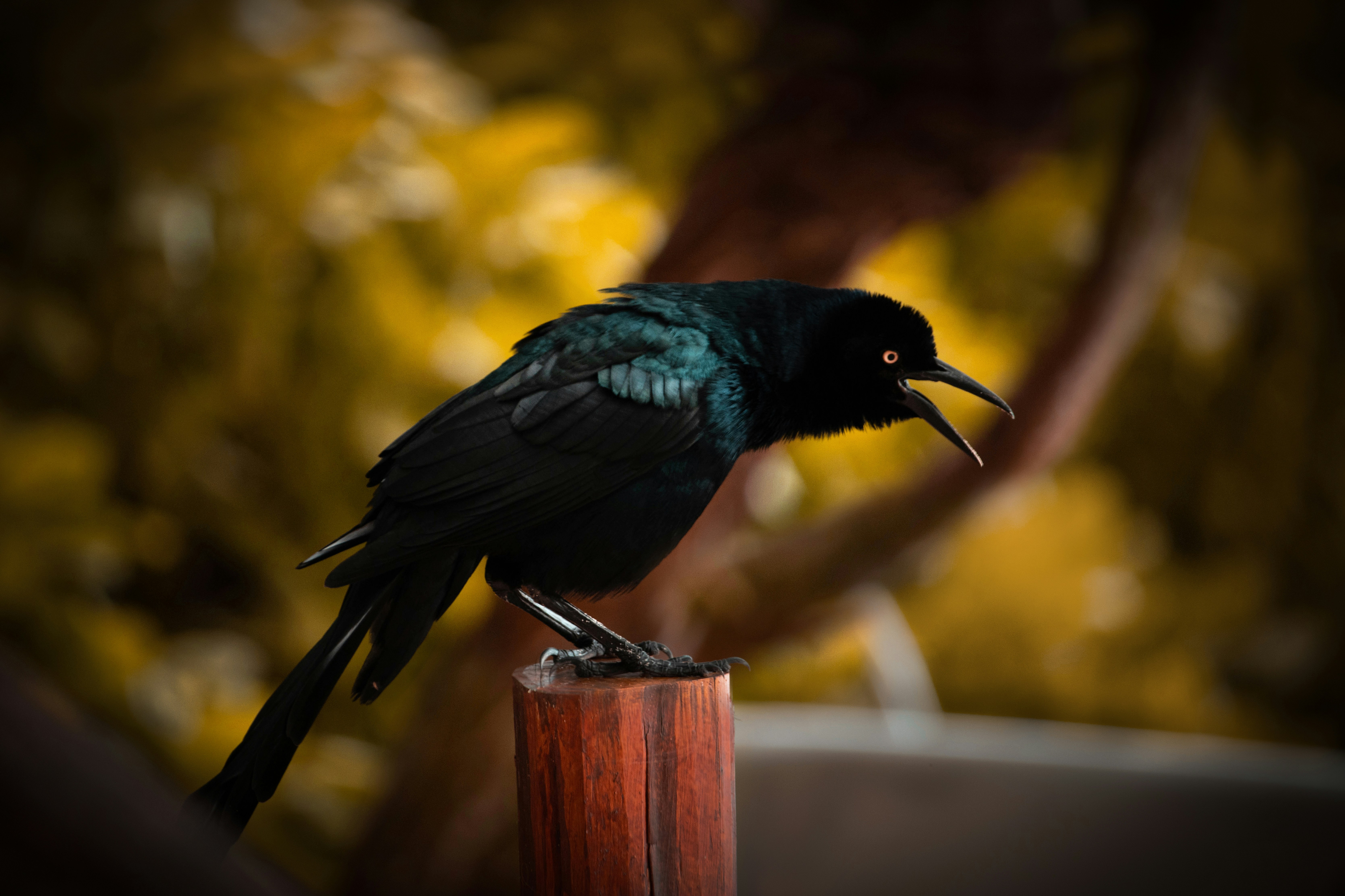 A black bird sitting on top of a wooden post