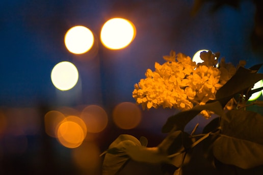 A blurry photo of a bunch of flowers in a vase