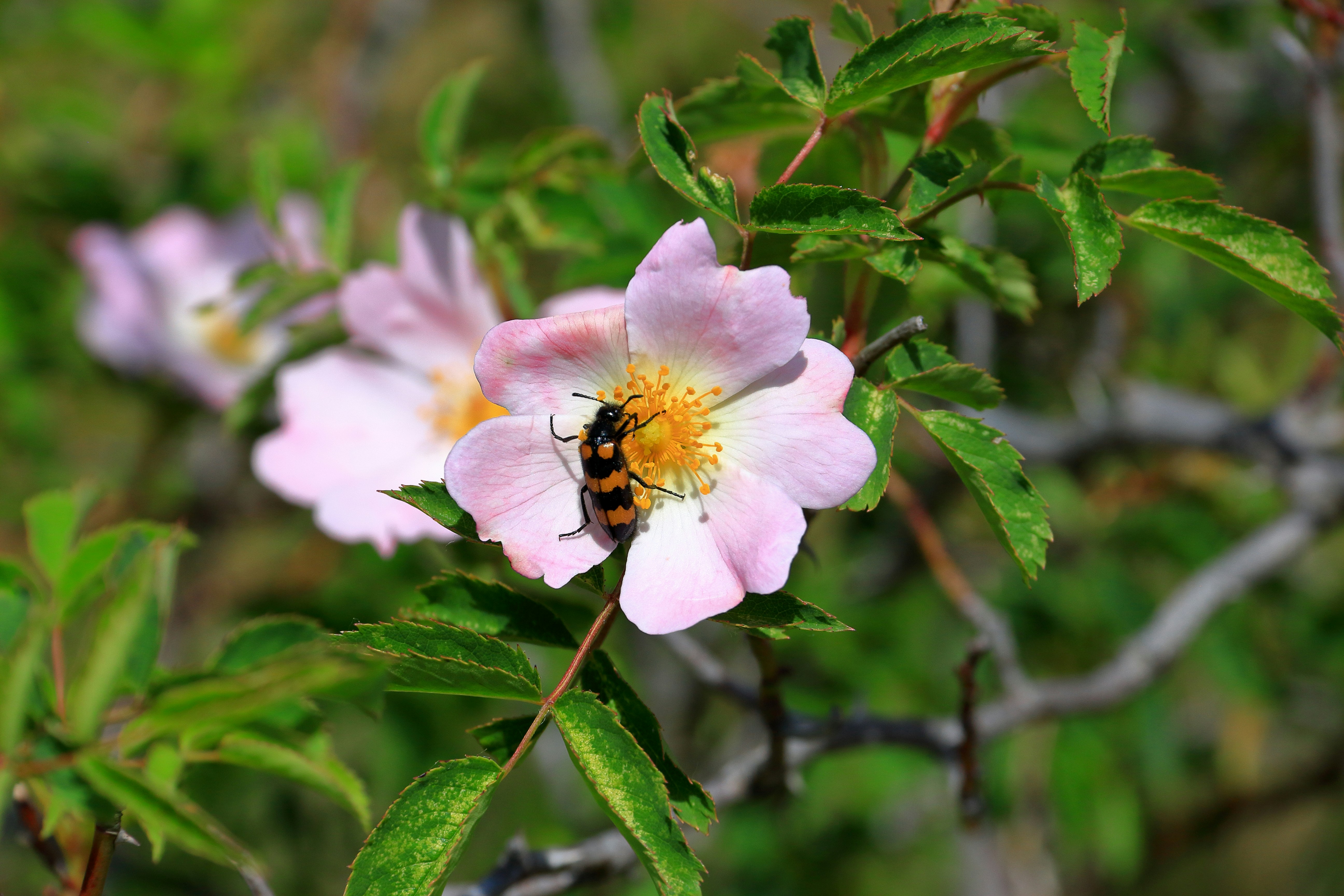 A pink flower with a bee on it