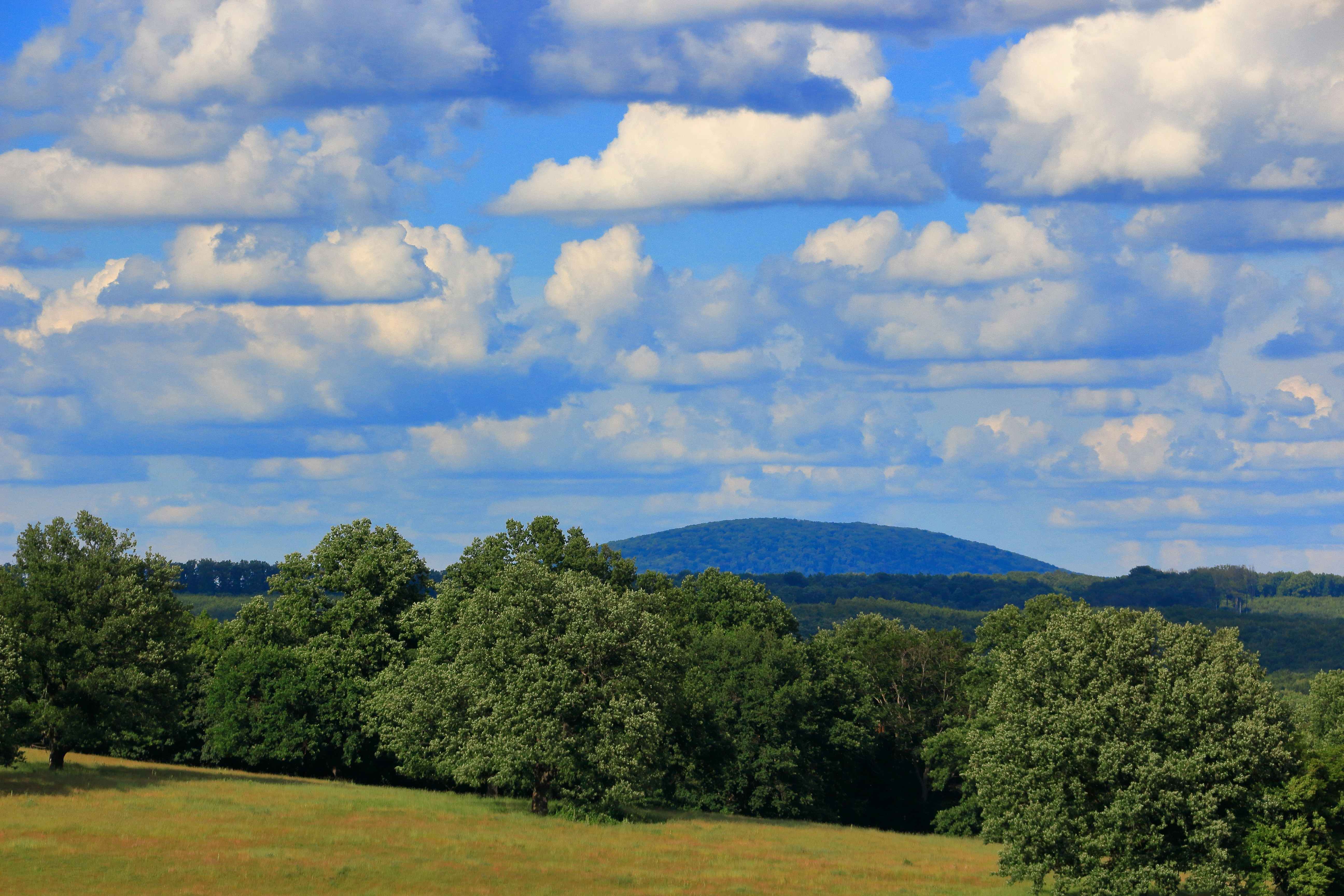 Un champ avec des arbres et des nuages en arrière-plan
