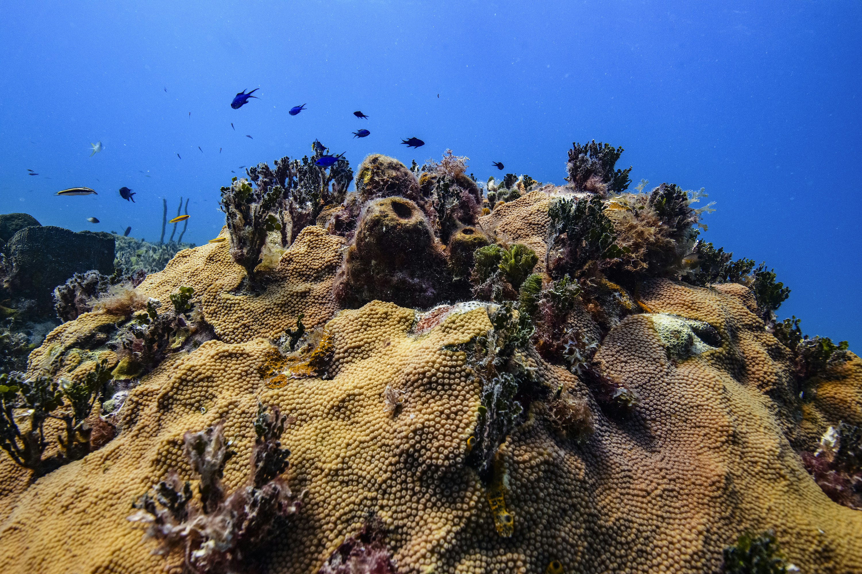 An underwater view of a coral reef with fish