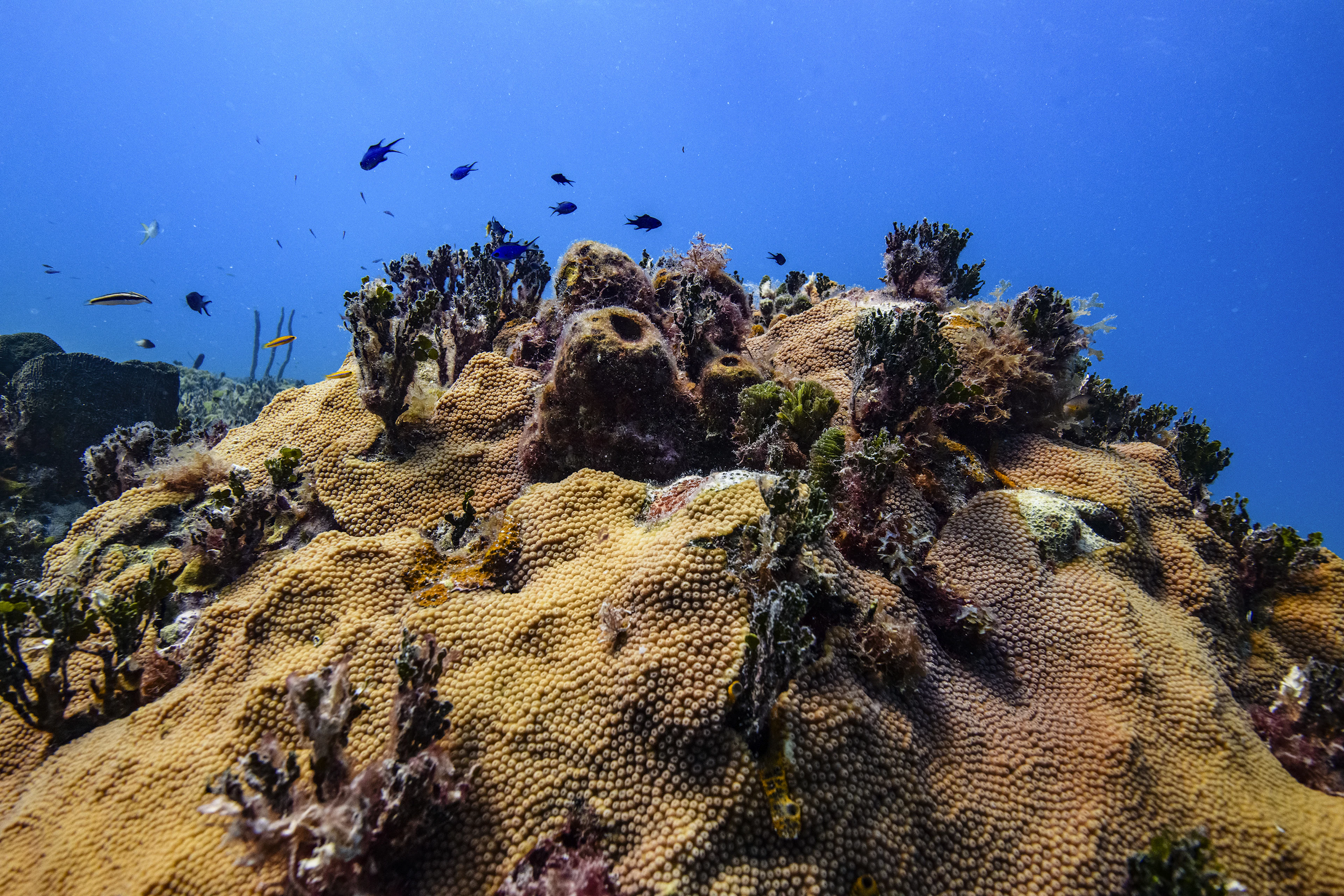 Coral reef and fish against deep blue water