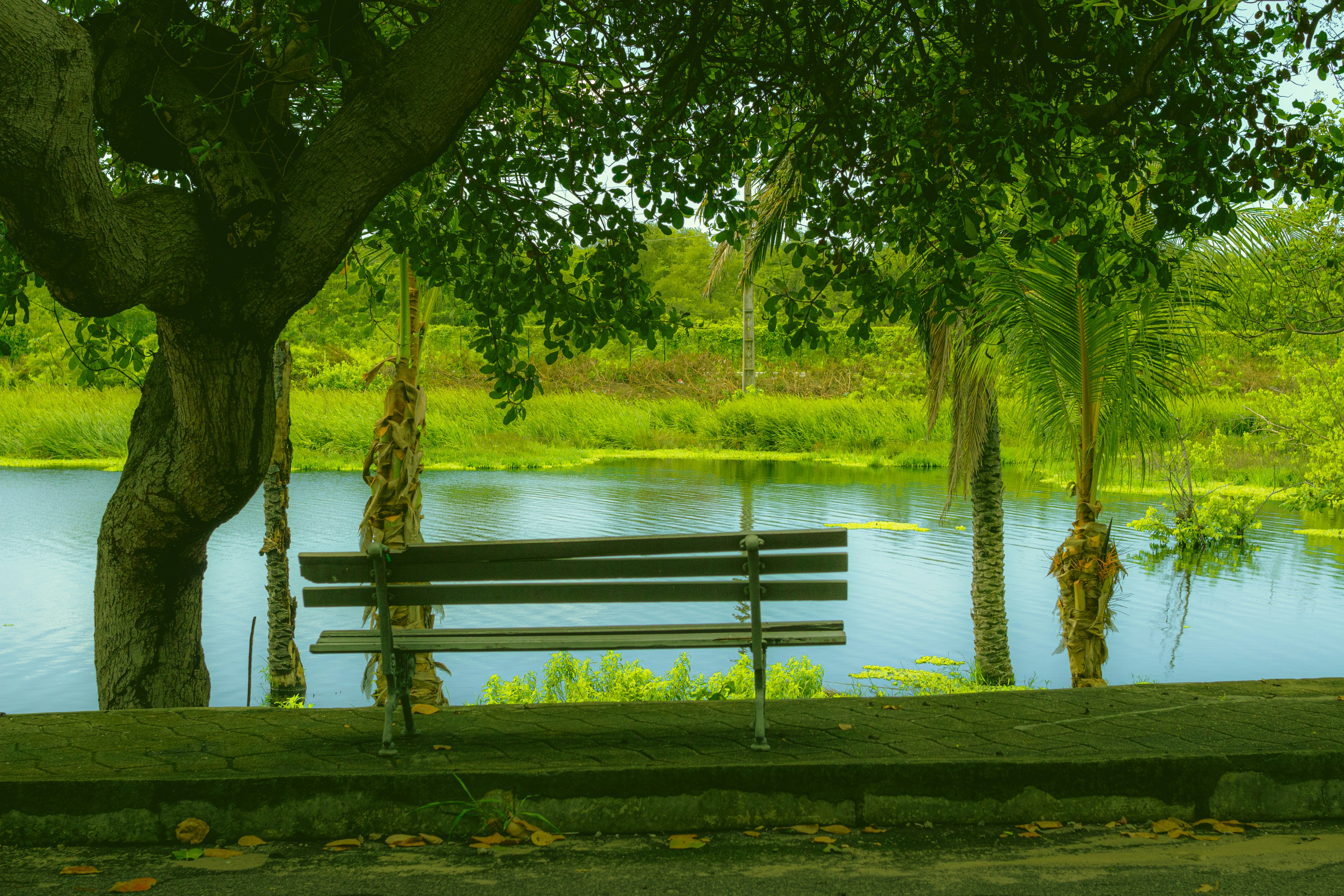 A park bench sitting next to a tree near a lake