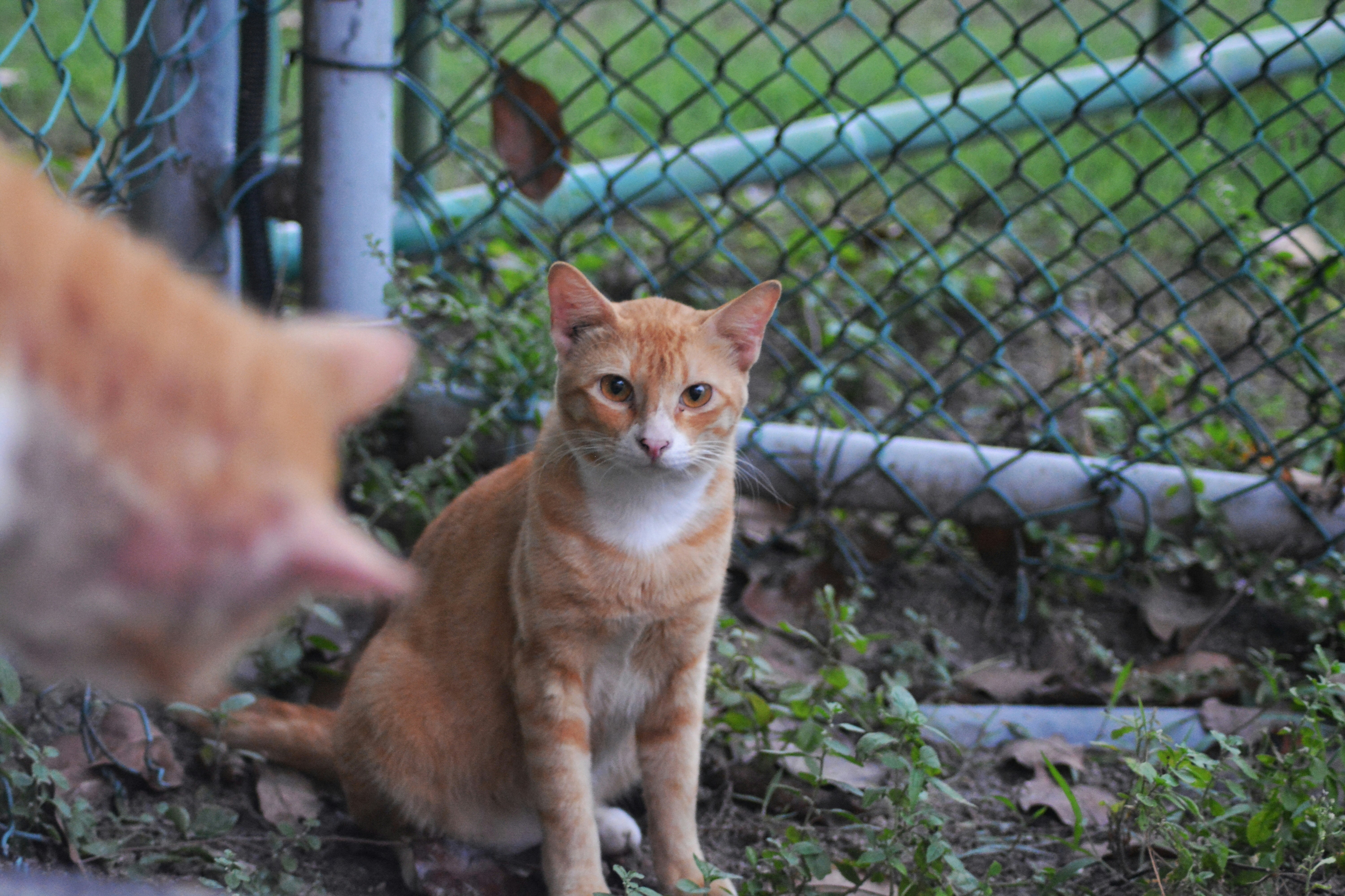 A cat and a cat looking at each other