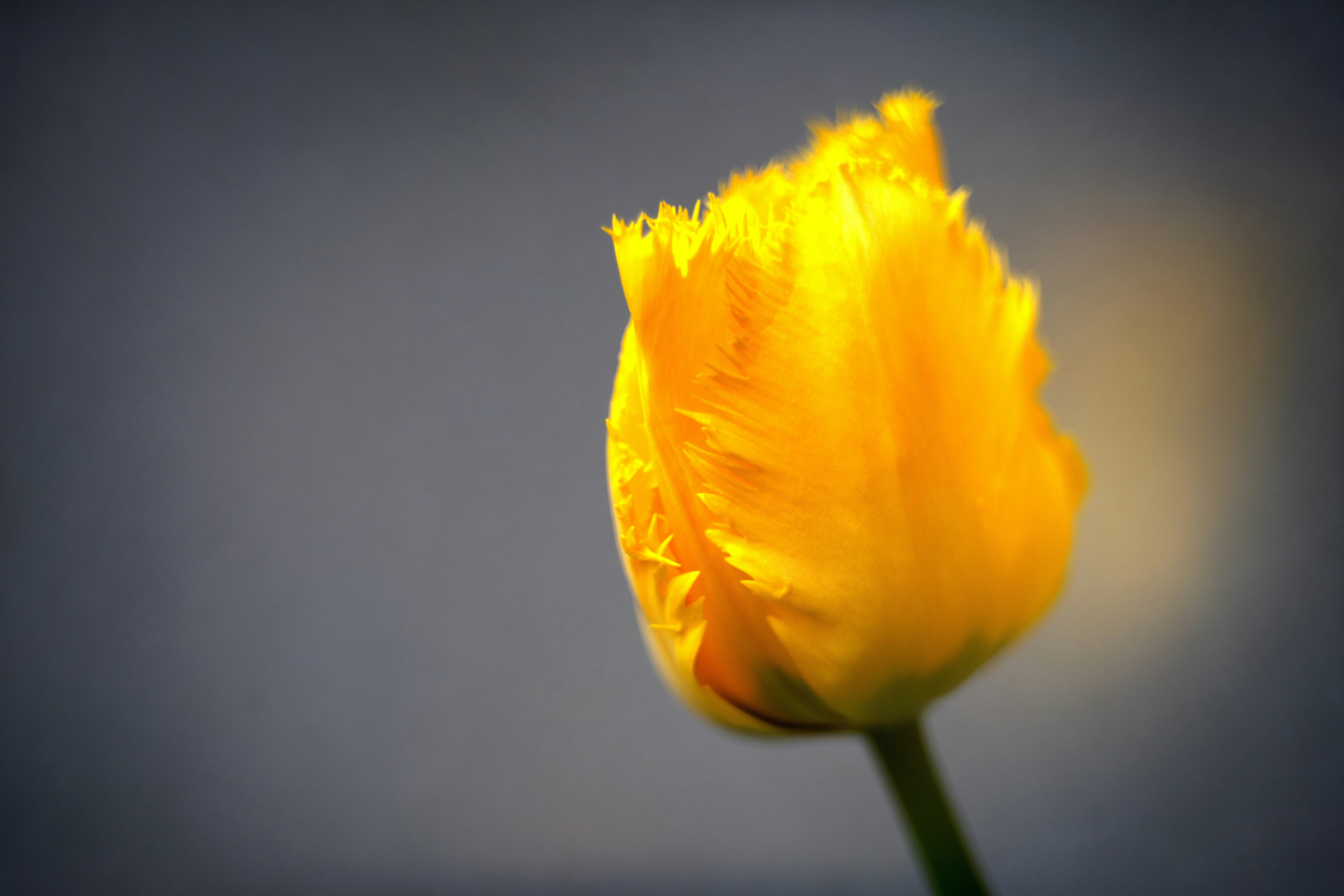 Beautiful fringed yellow tulip flower of a crispa variety. Wrocław, Poland. Tulipany strzępiaste mają kwiaty o drobno postrzępionych brzegach płatków.