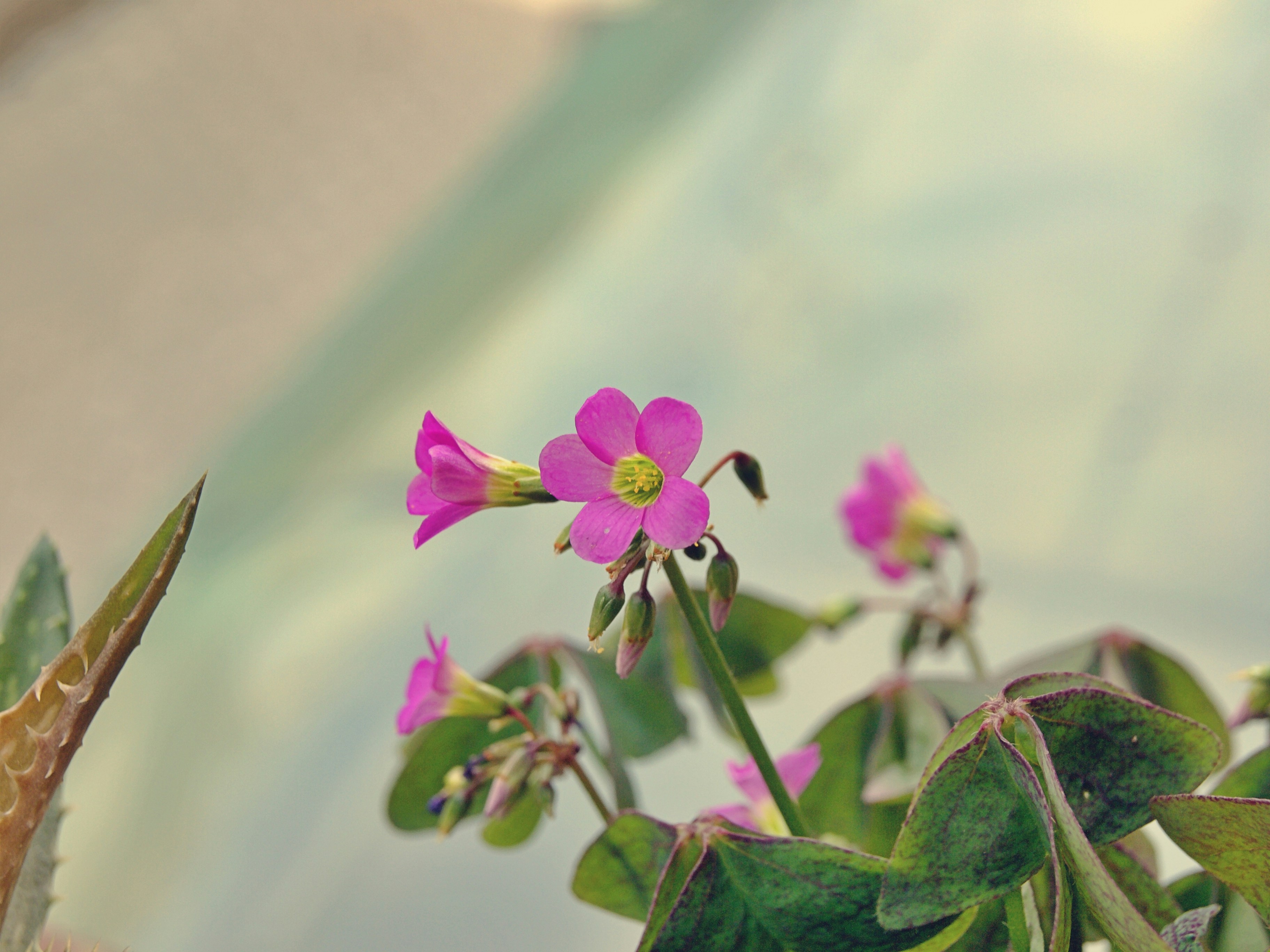 A close up of a plant with pink flowers