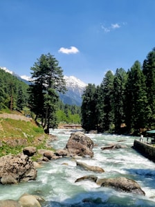 A river running through a lush green forest
