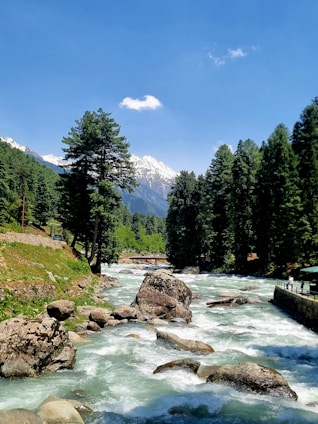 A river running through a lush green forest