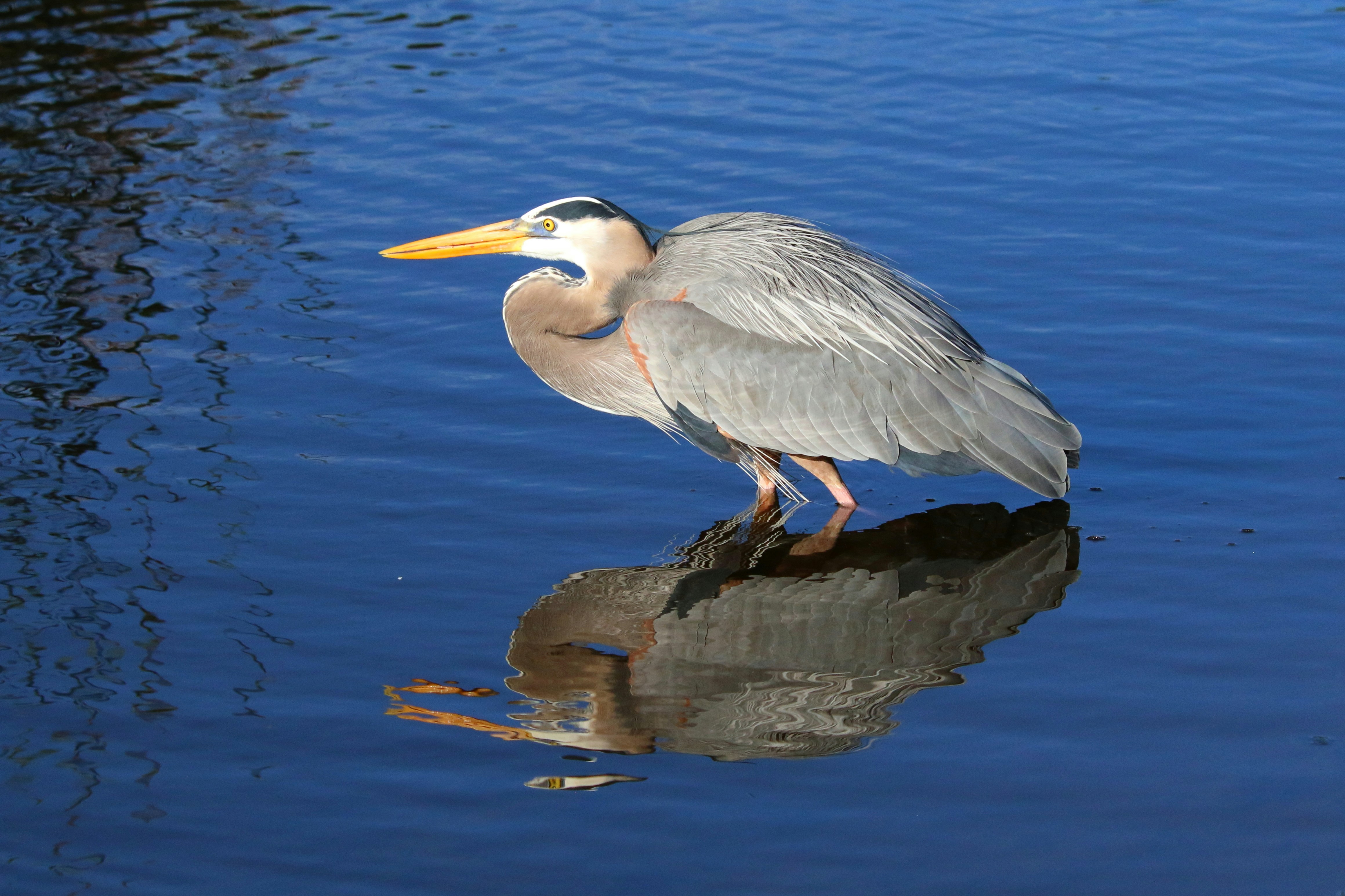 Photo by goldenplover31