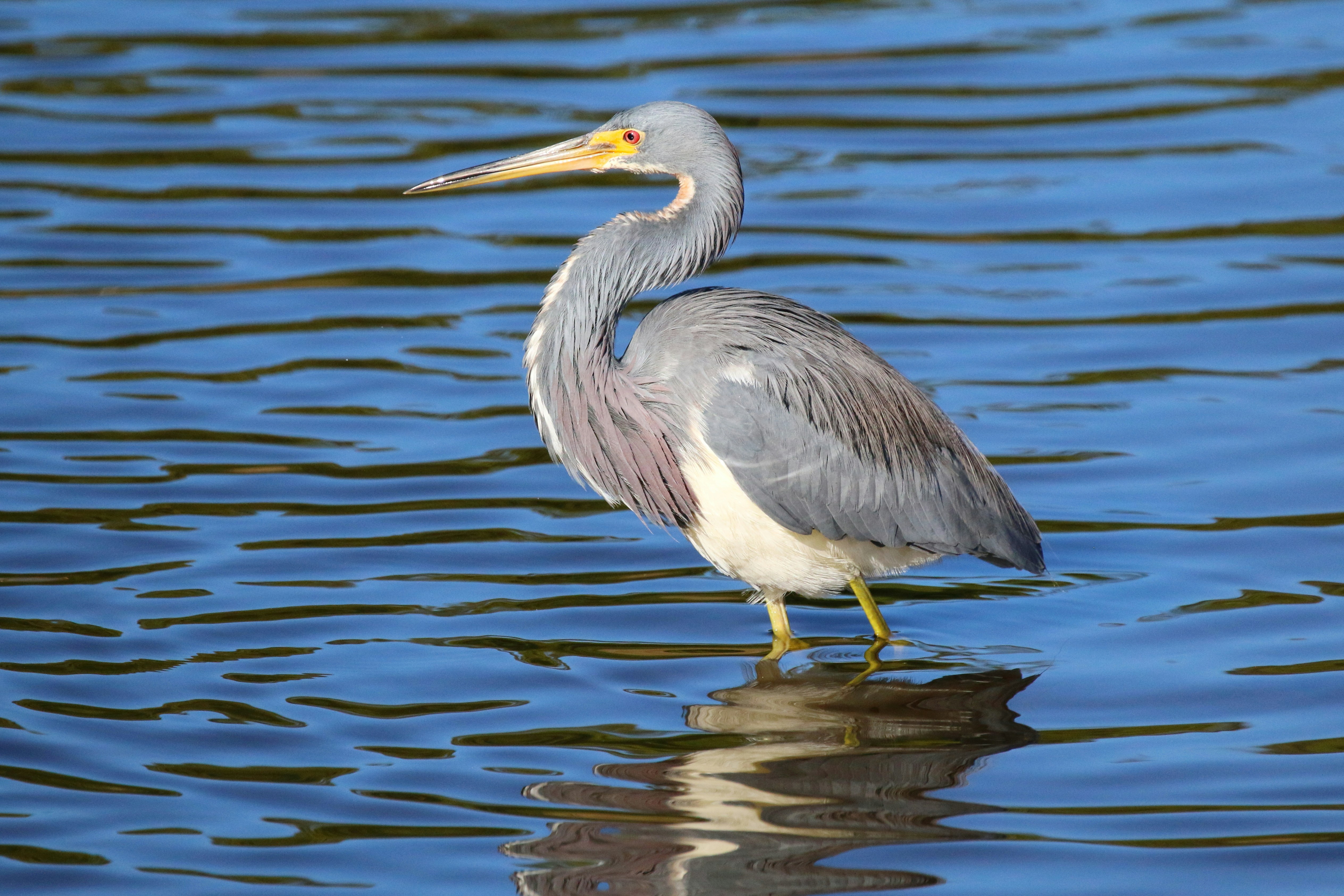 Photo by goldenplover31