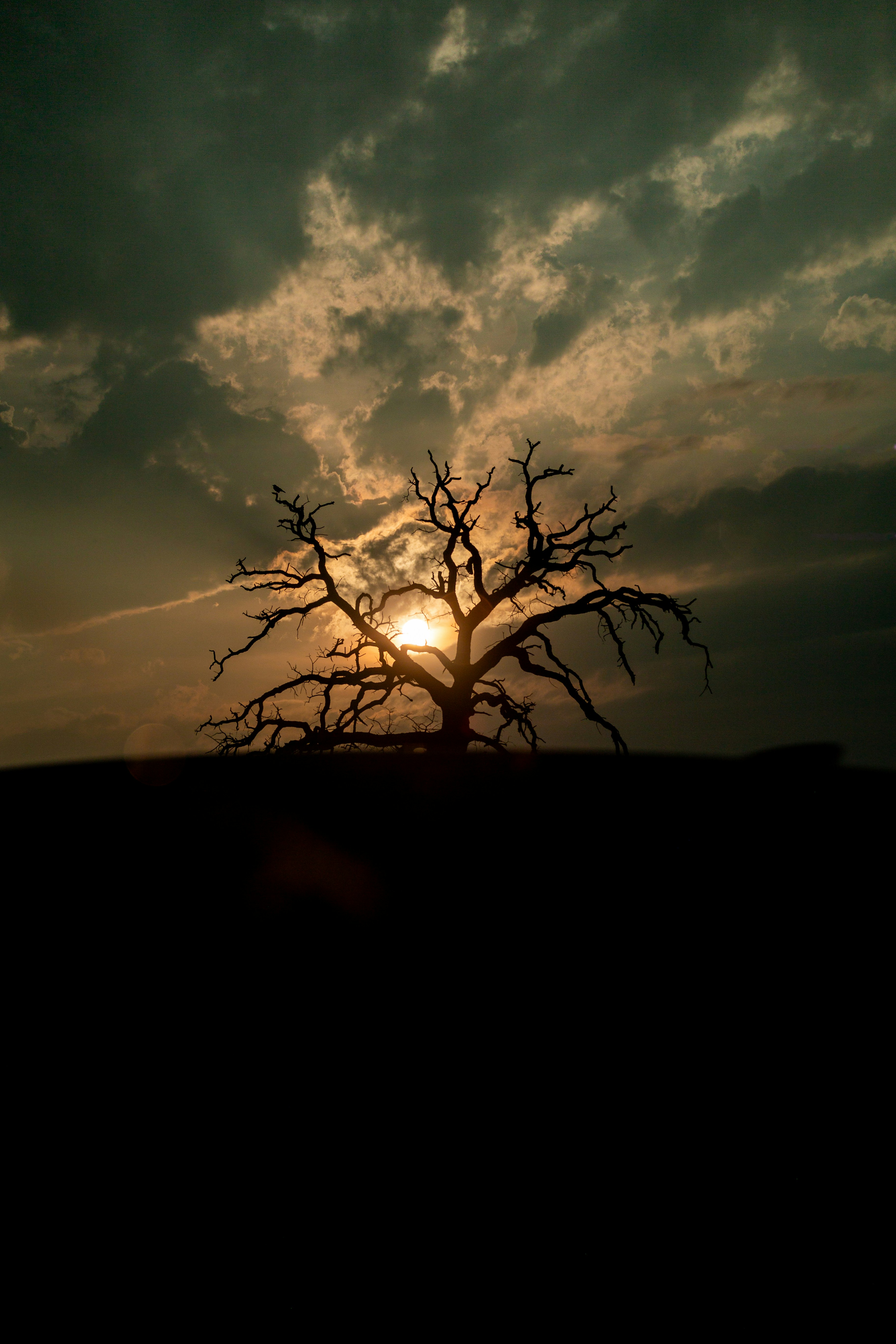 The sun is setting behind a bare tree
