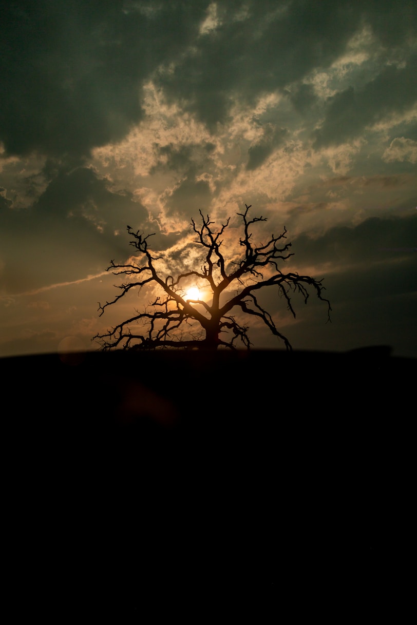 The sun is setting behind a bare tree