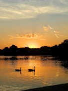 A couple of ducks floating on top of a lake