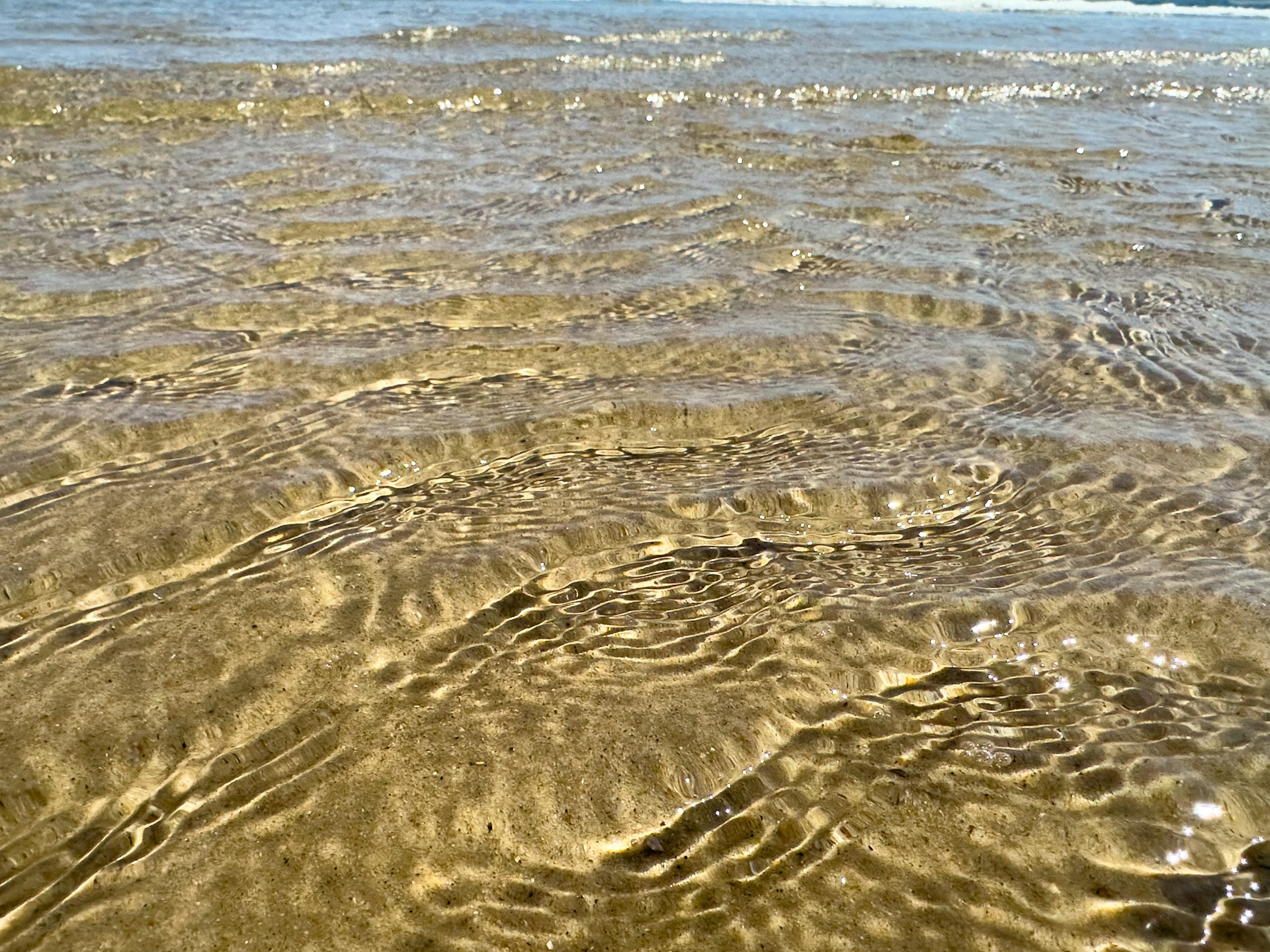 A bird is standing in the shallow water