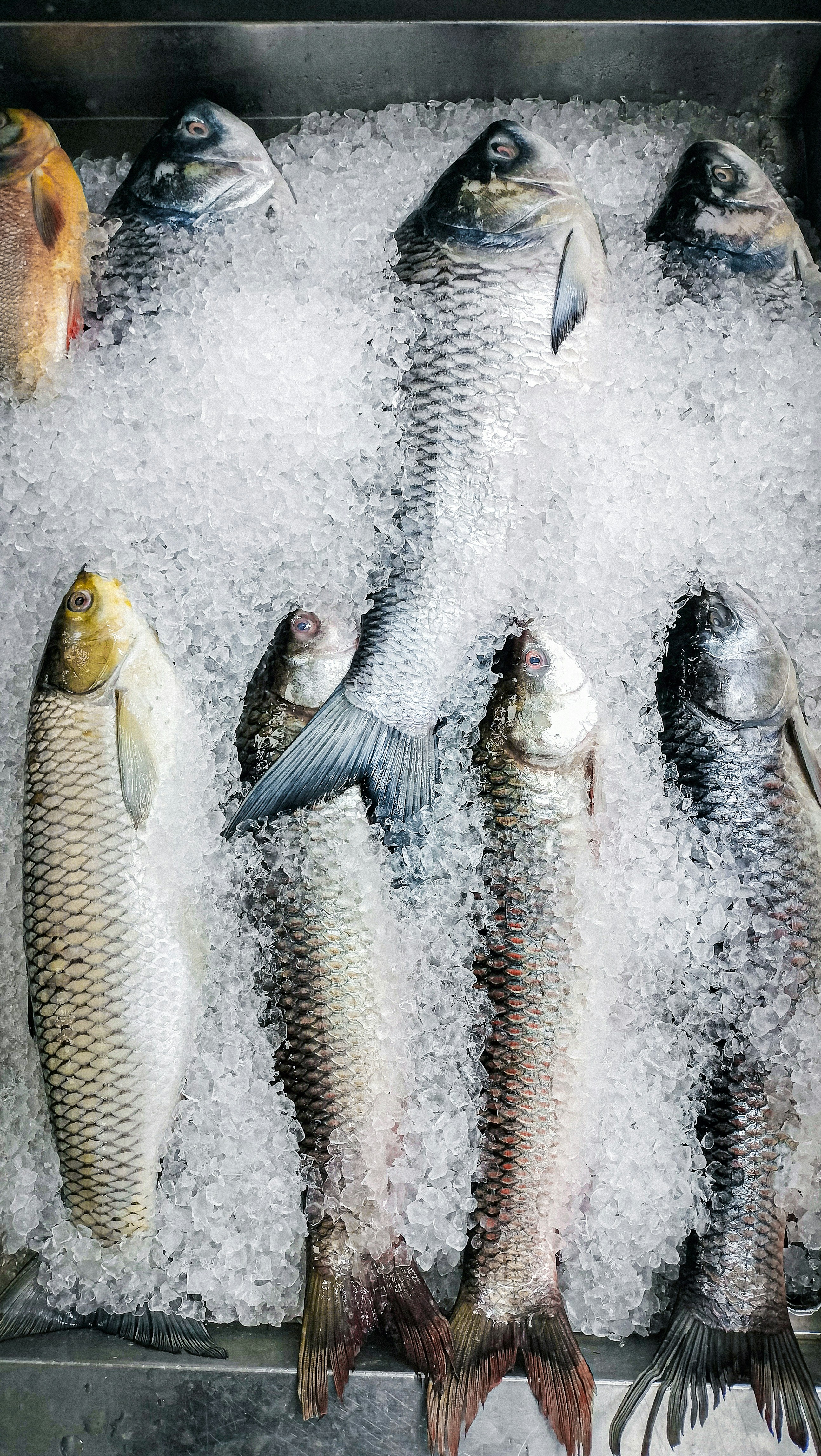 Photo by jebinephrimraj_