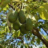 A bunch of green fruit hanging from a tree