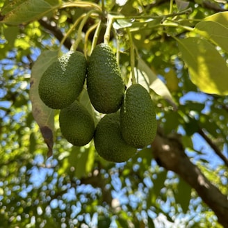 A bunch of green fruit hanging from a tree