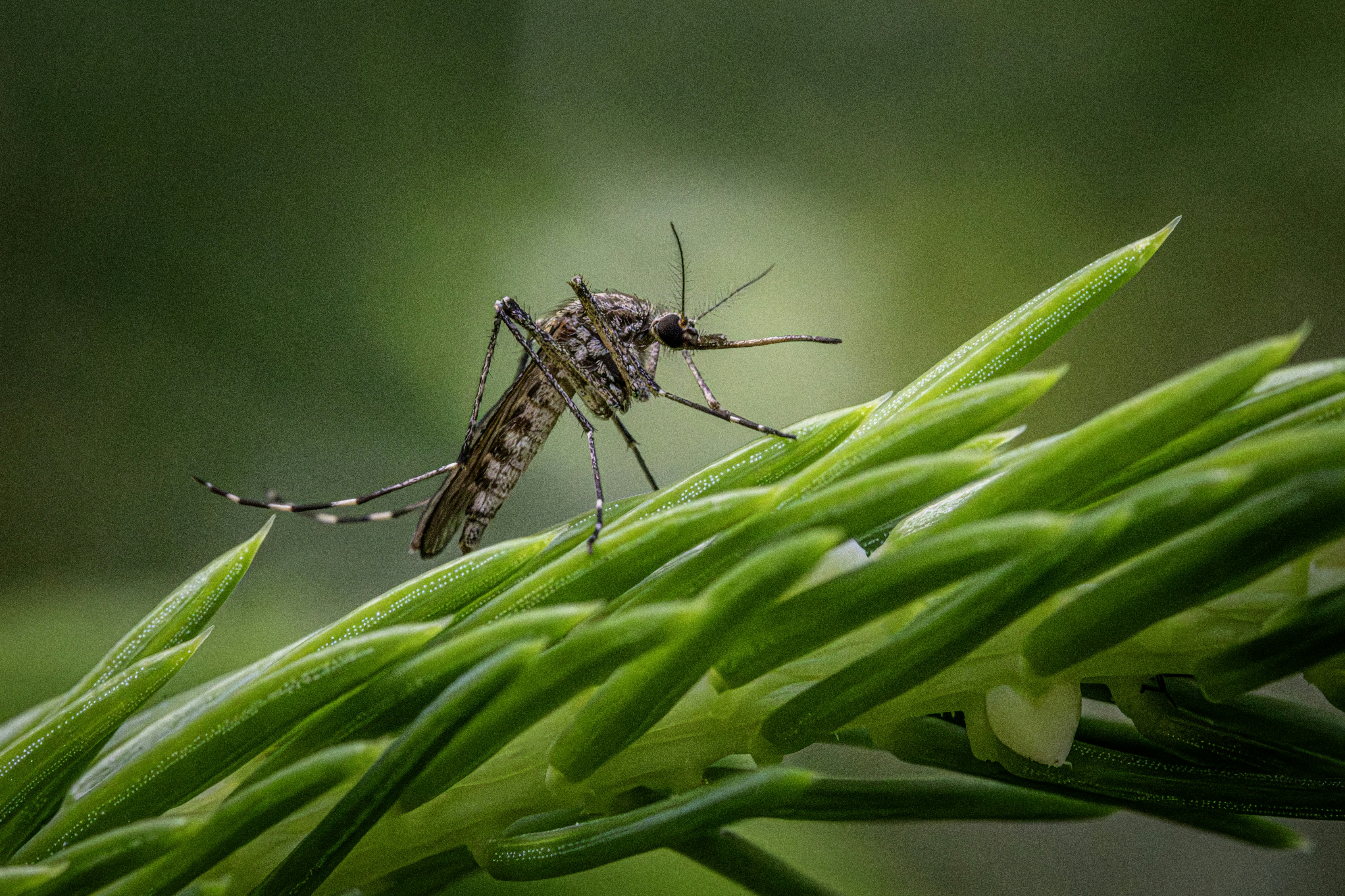 A close up of a mosquito on a plant