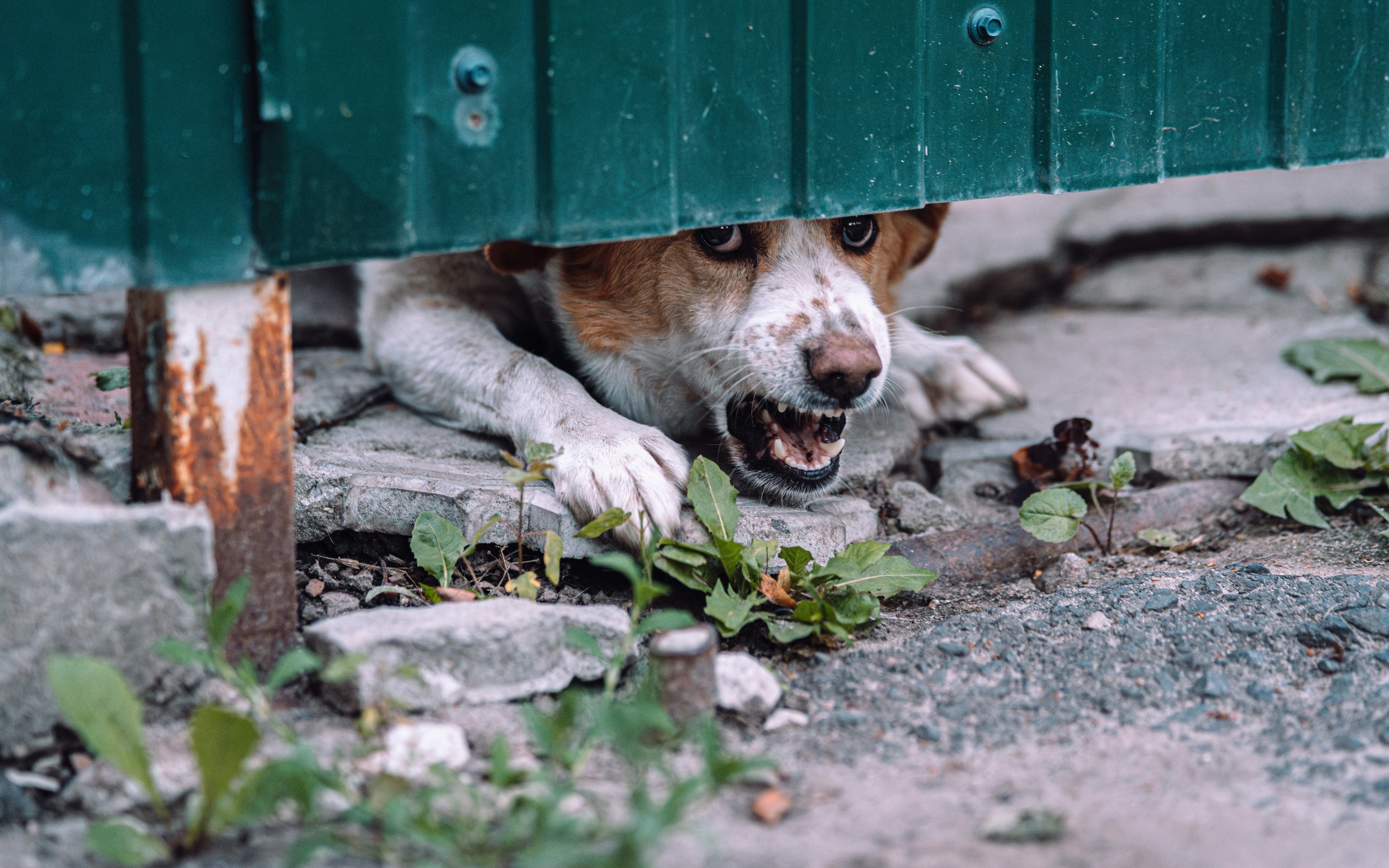 Understanding Pre-Meal Behaviors