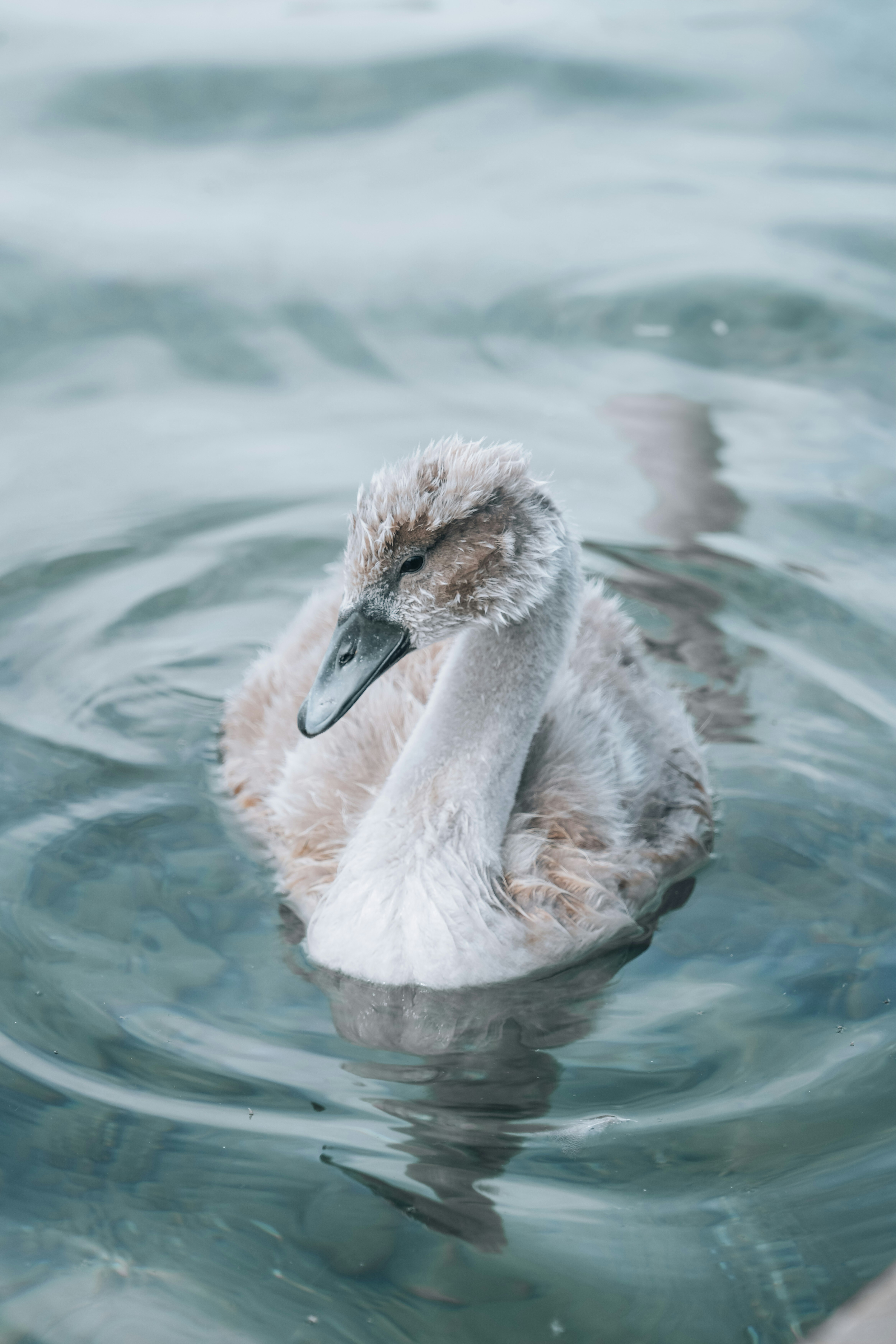 A duck floating on top of a body of water