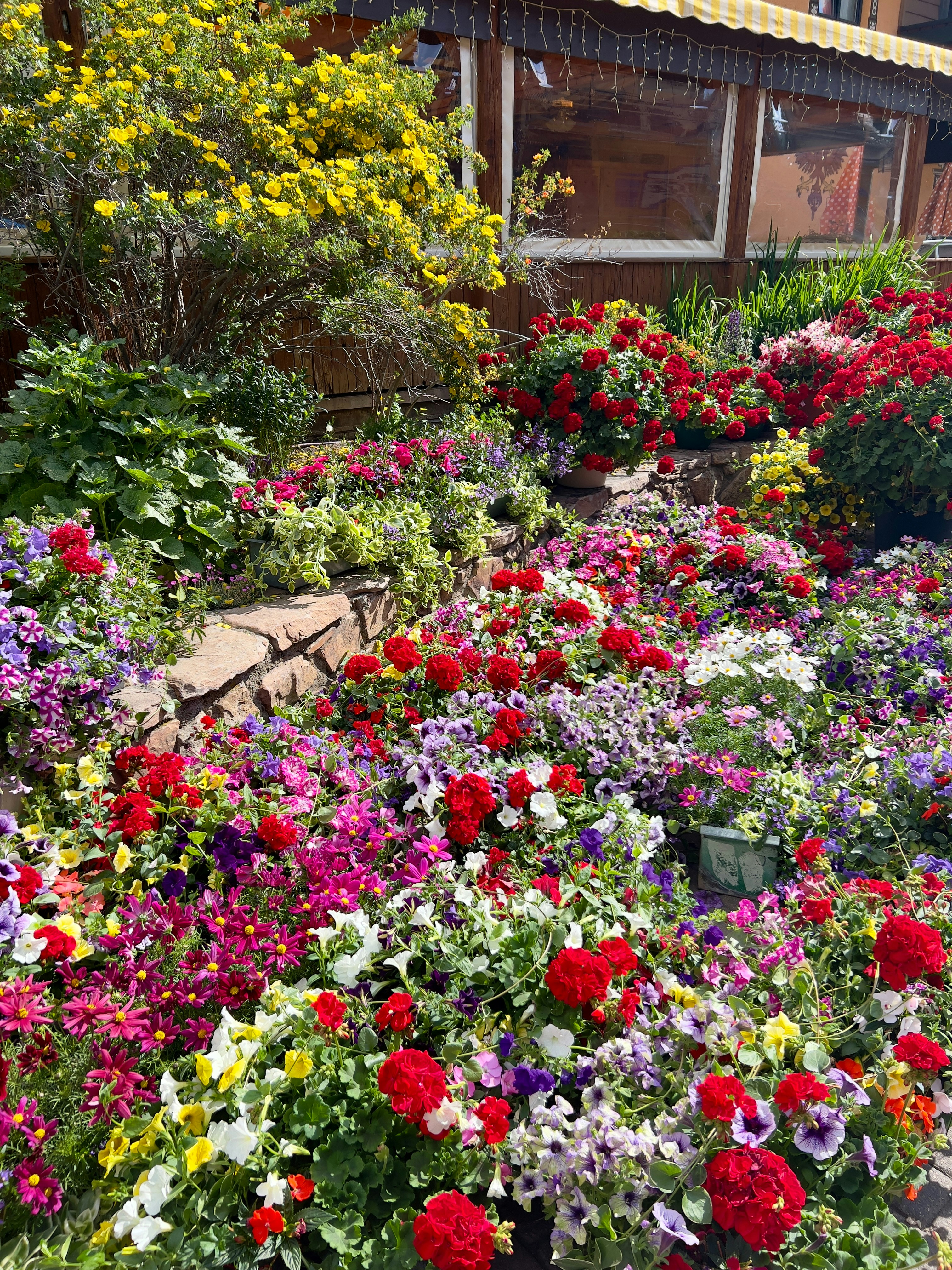 A garden filled with lots of colorful flowers