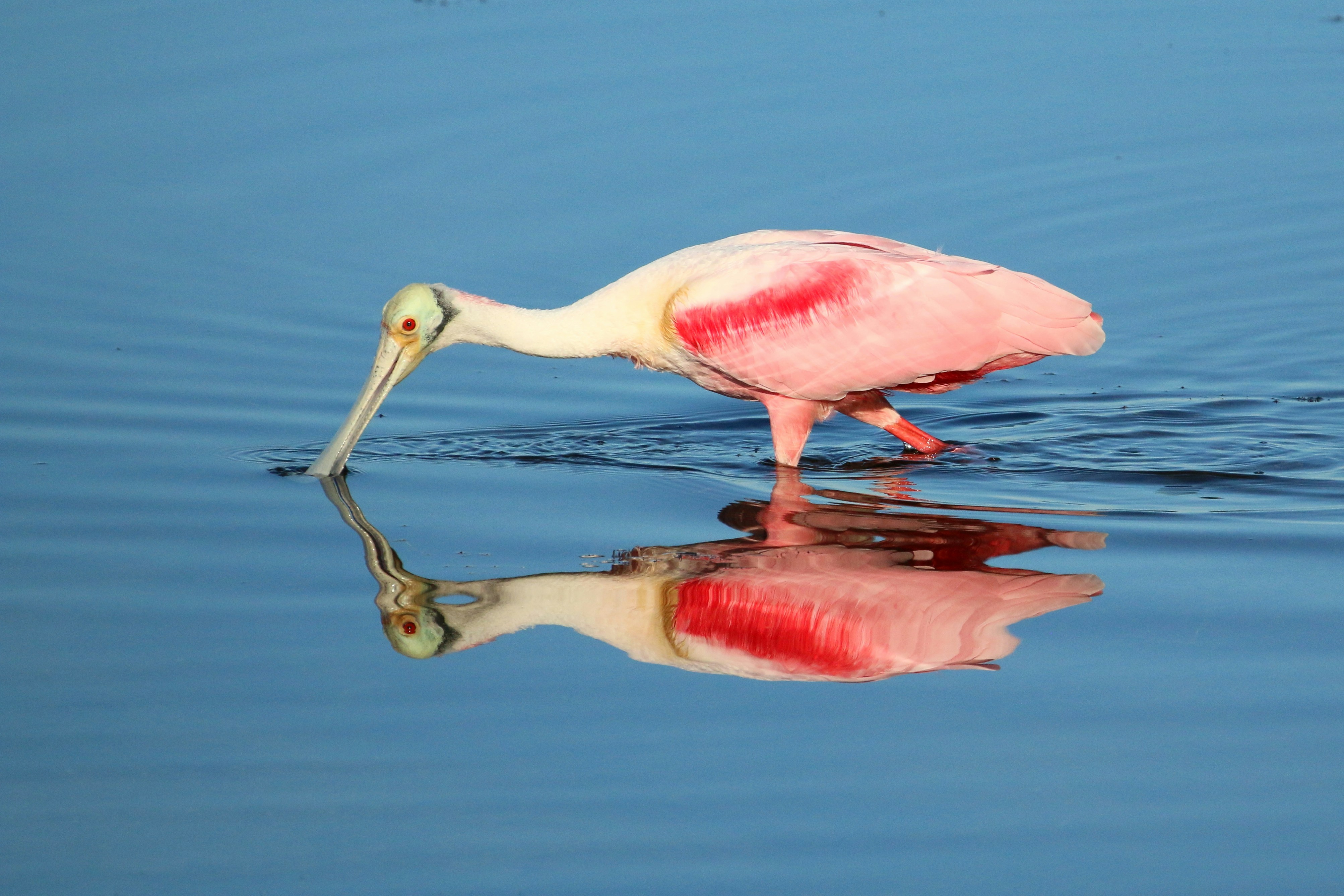 Photo by goldenplover31