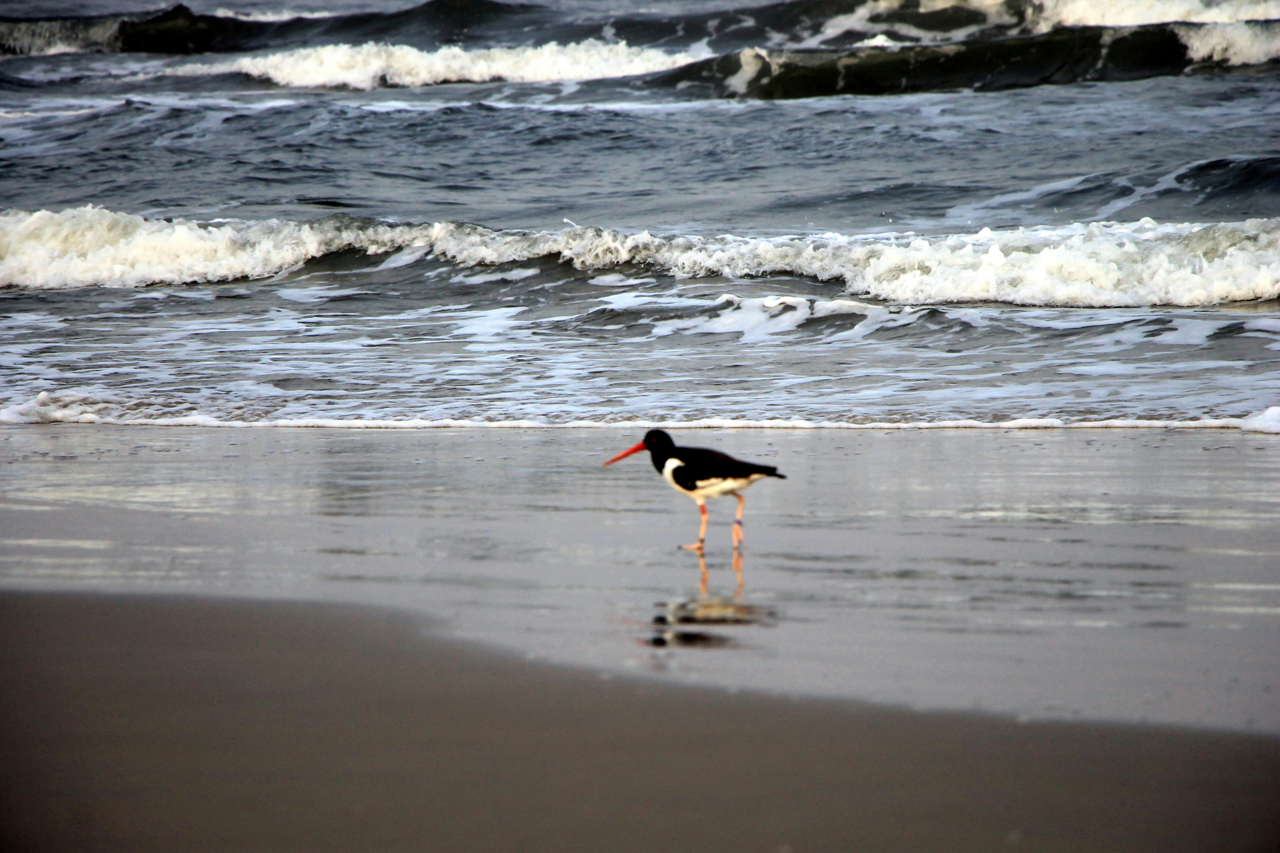Big Peckers Menu Ocean City Md