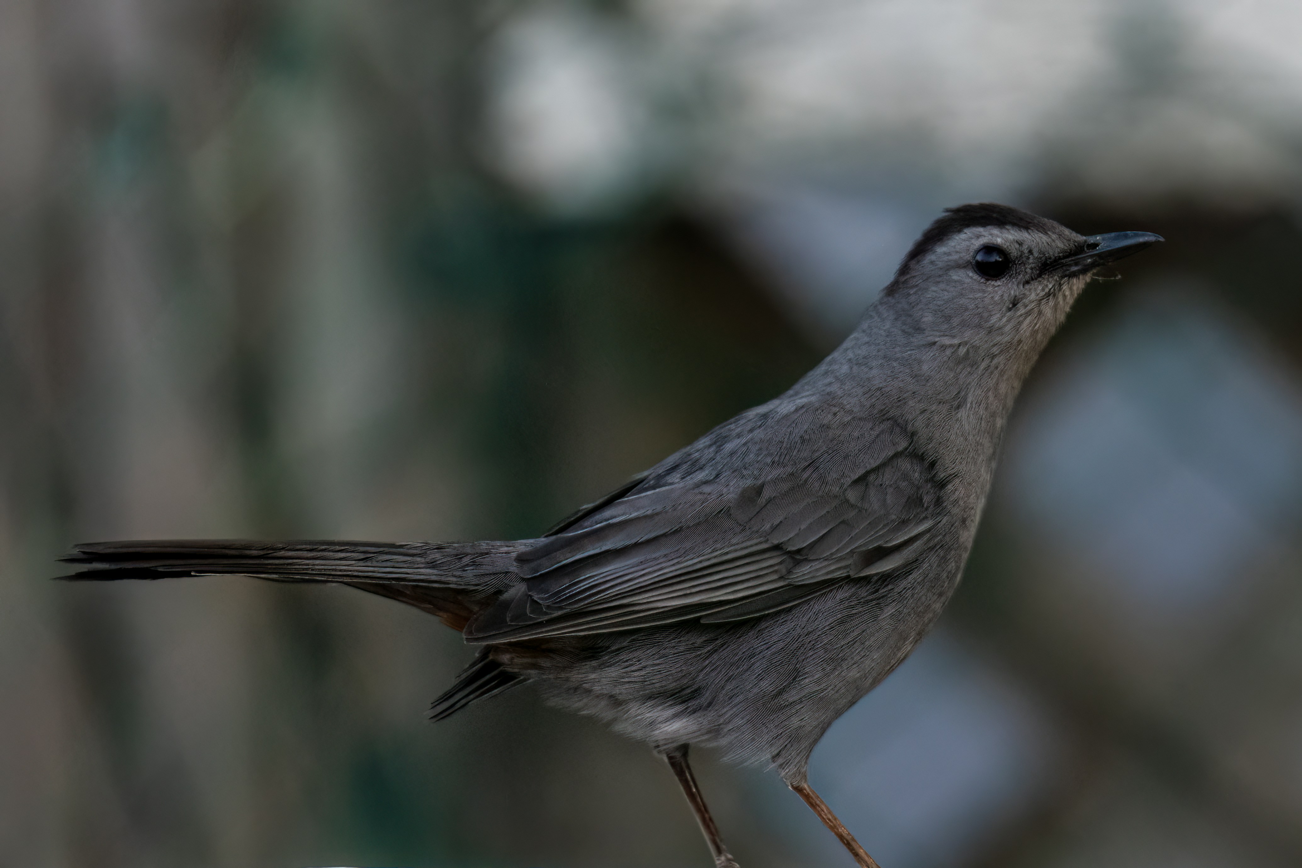 Photo by camerauthor