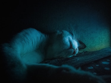A cat sleeping on a bed in a dark room