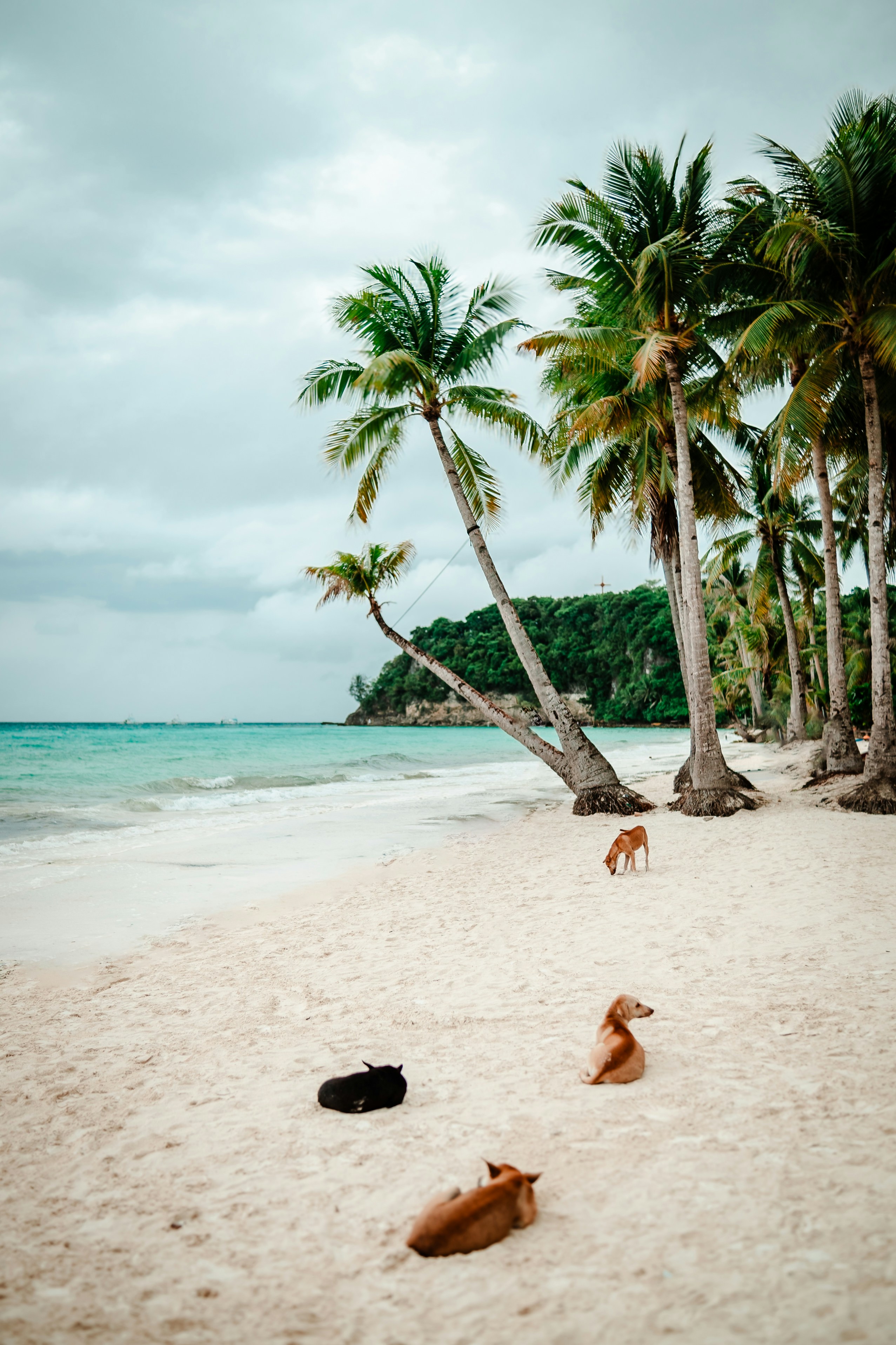 A dog laying on a beach next to palm trees