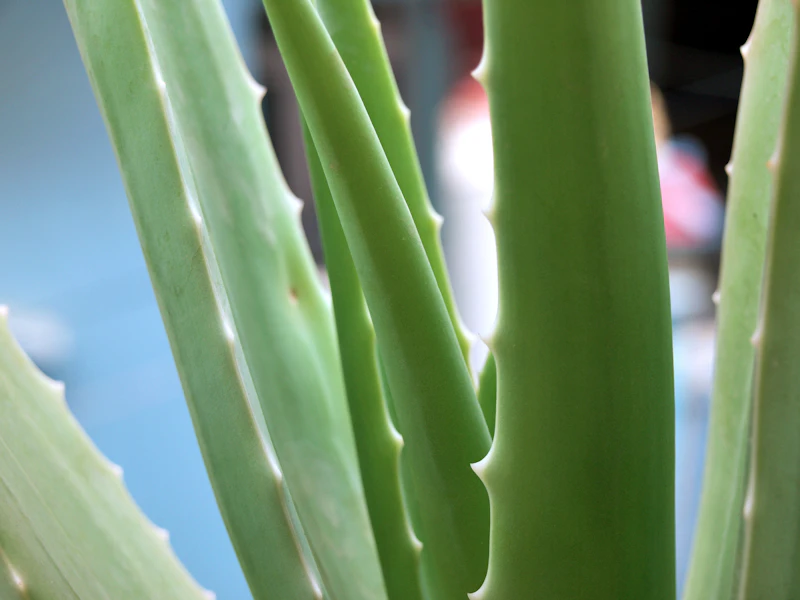 Gel Aloe Vera 200ml