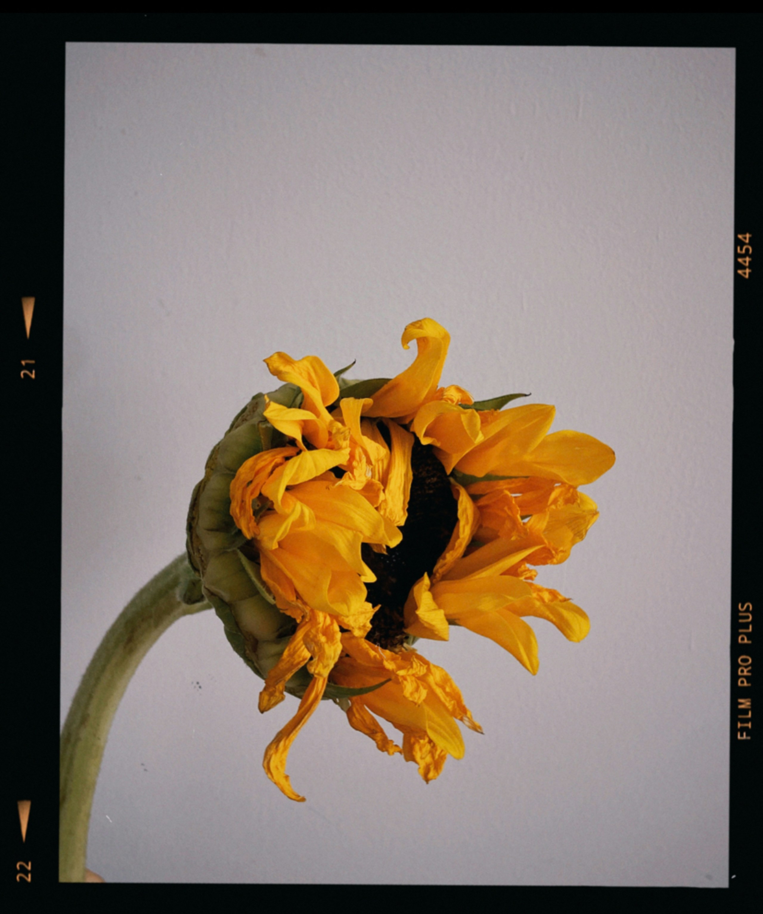 Sample Photography Pictures | Download Free Images on Unsplash