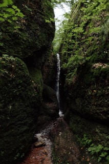 A small waterfall running through a lush green forest