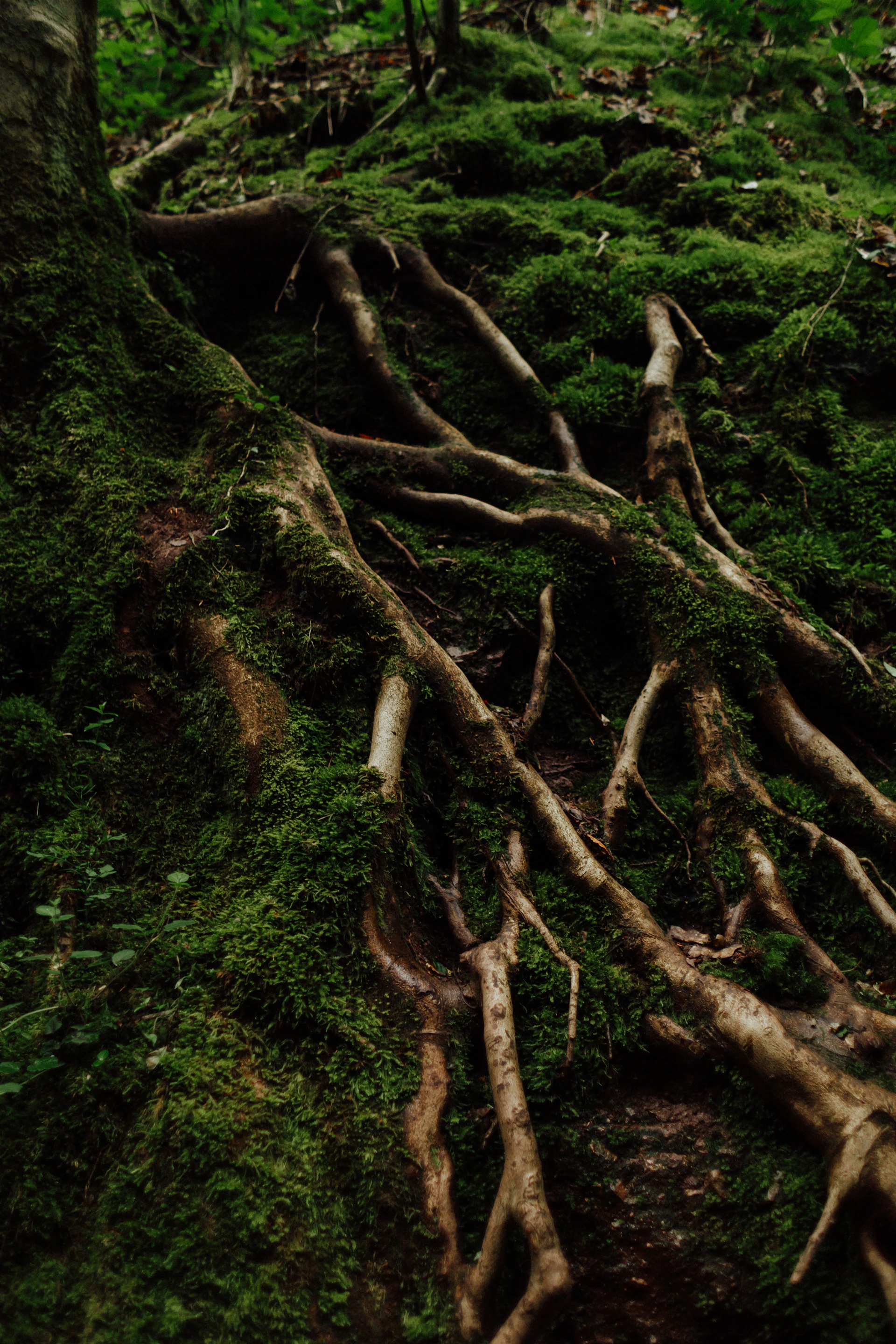 A tree that is growing out of the ground
