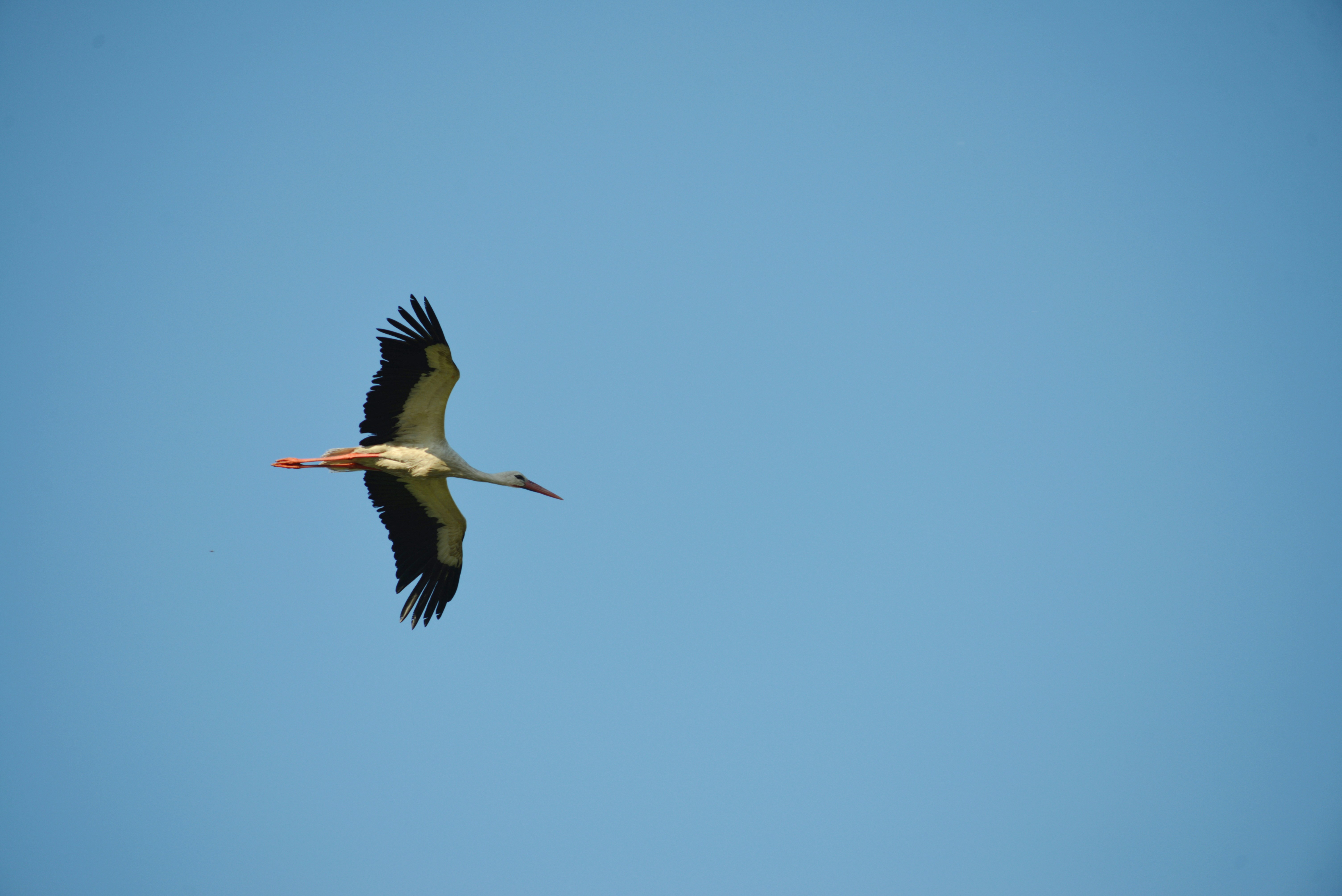 Photo by cherstve_pechivo