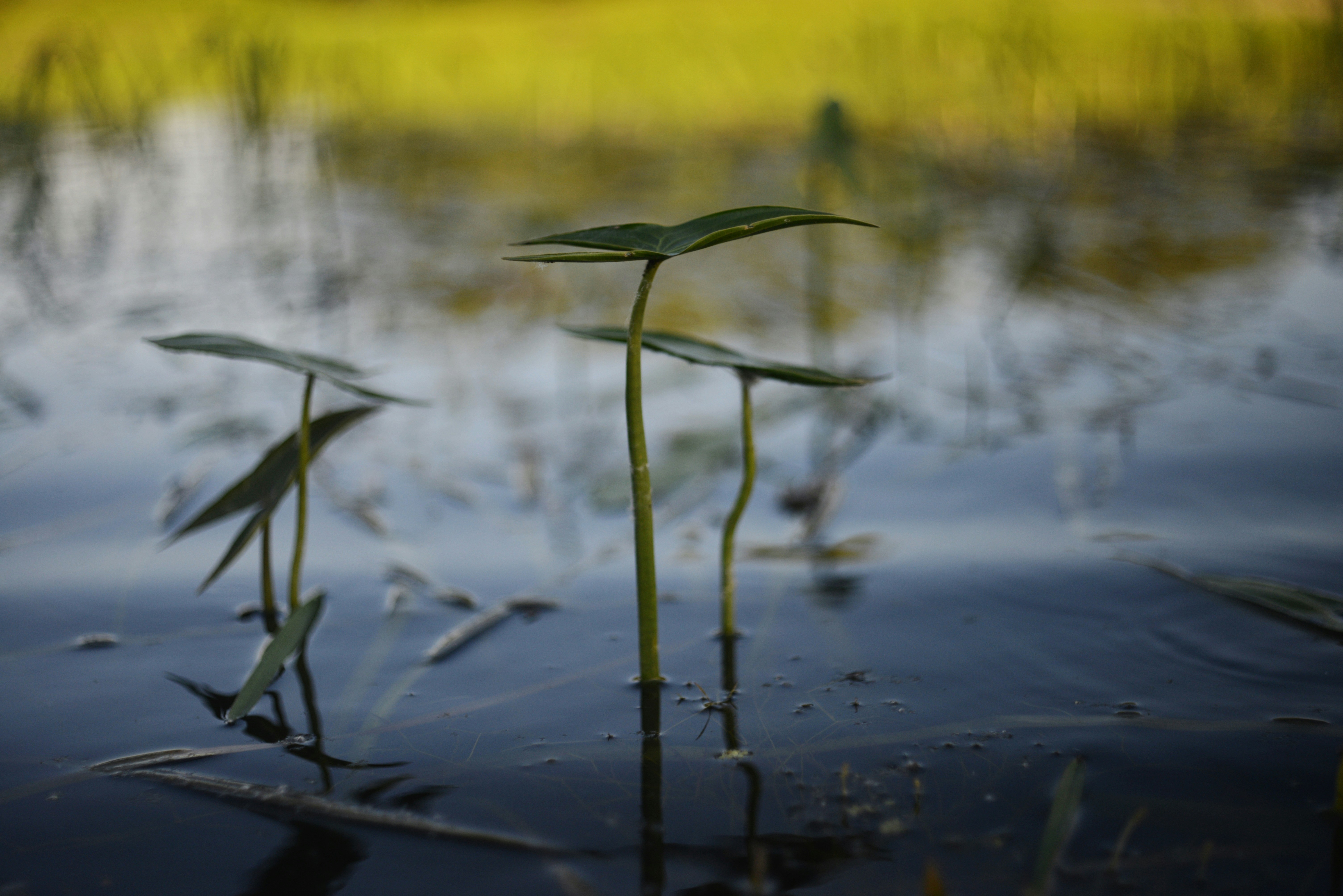 Photo by cherstve_pechivo