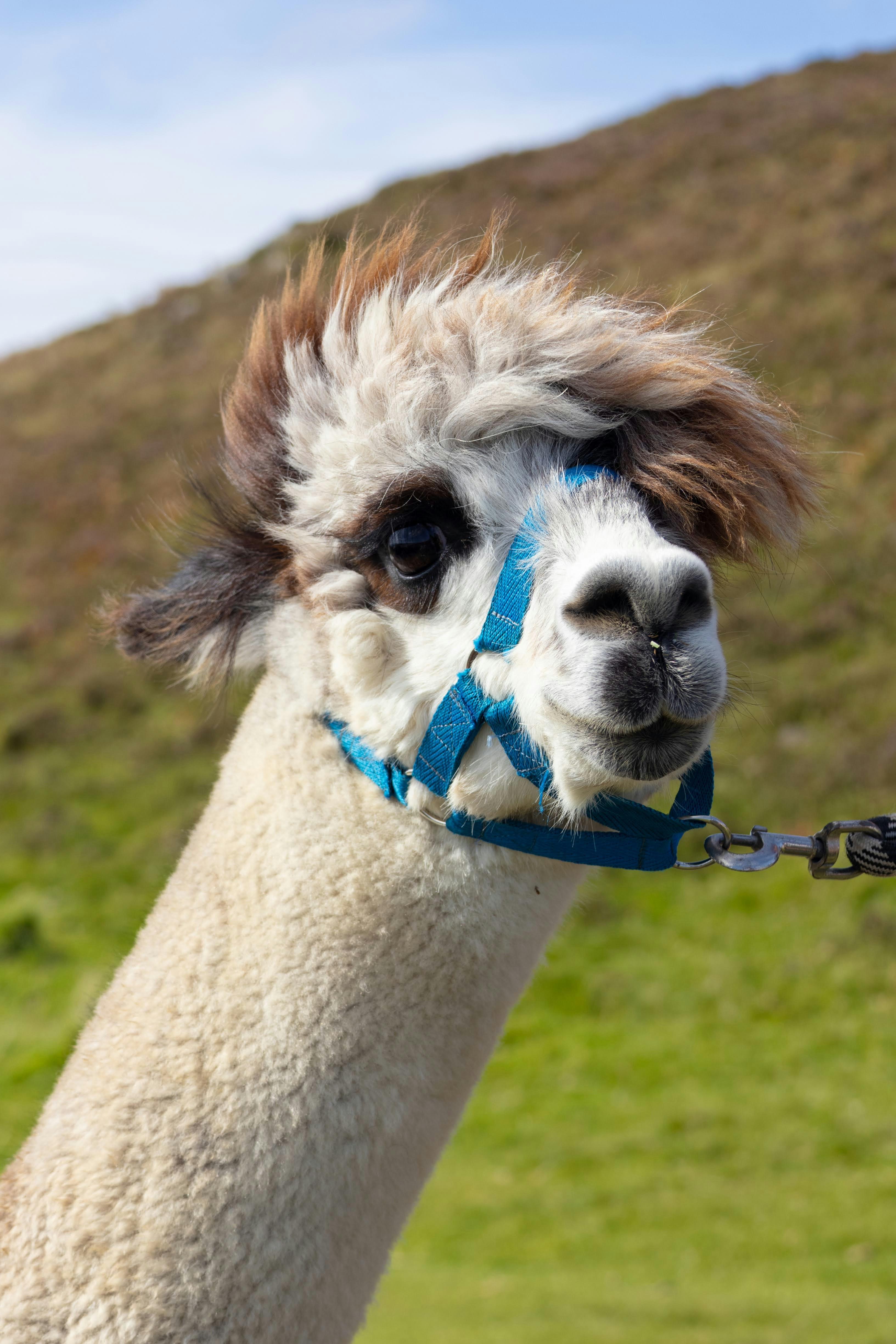 A close up of a llama with a harness on