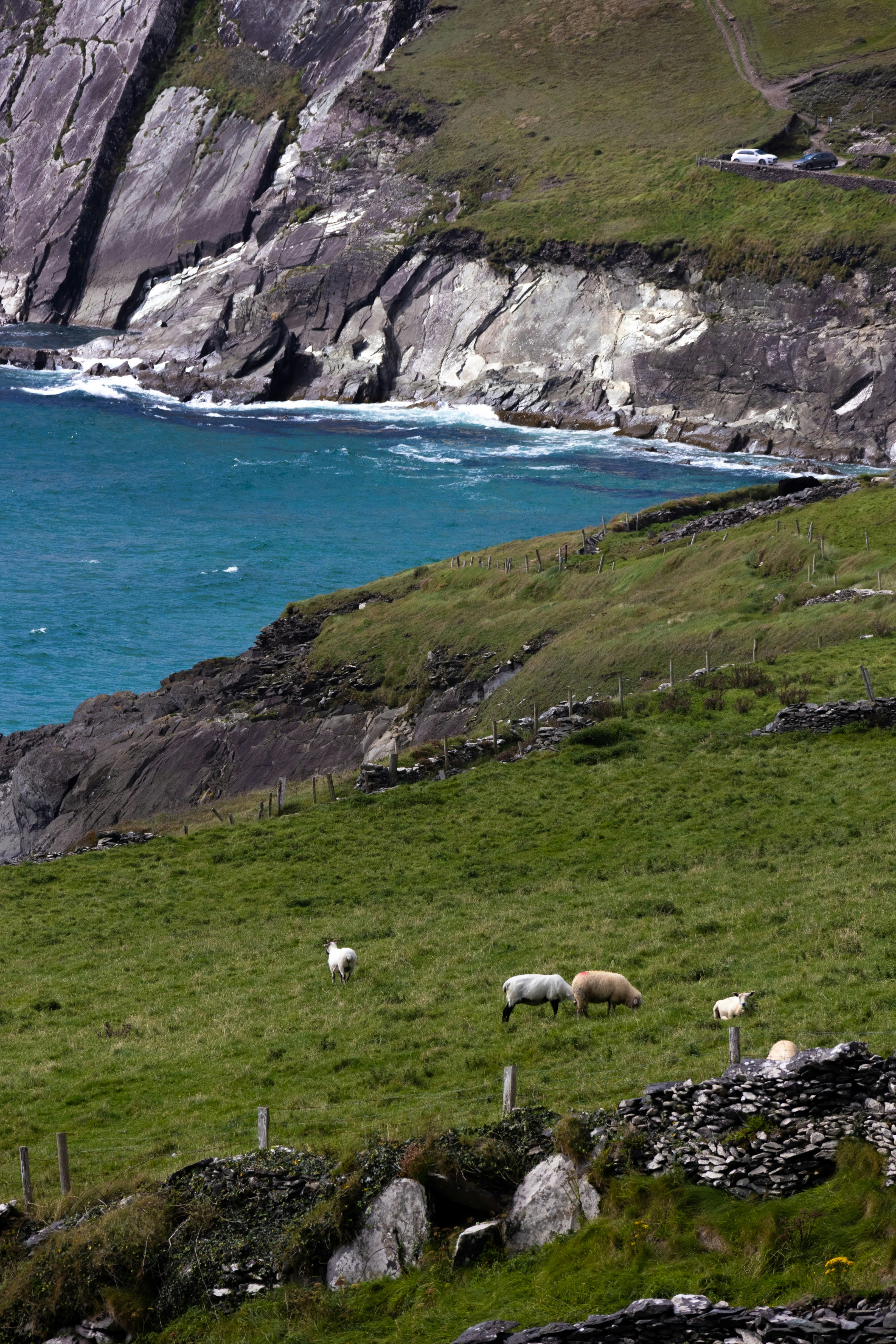 A herd of sheep grazing on a lush green hillside