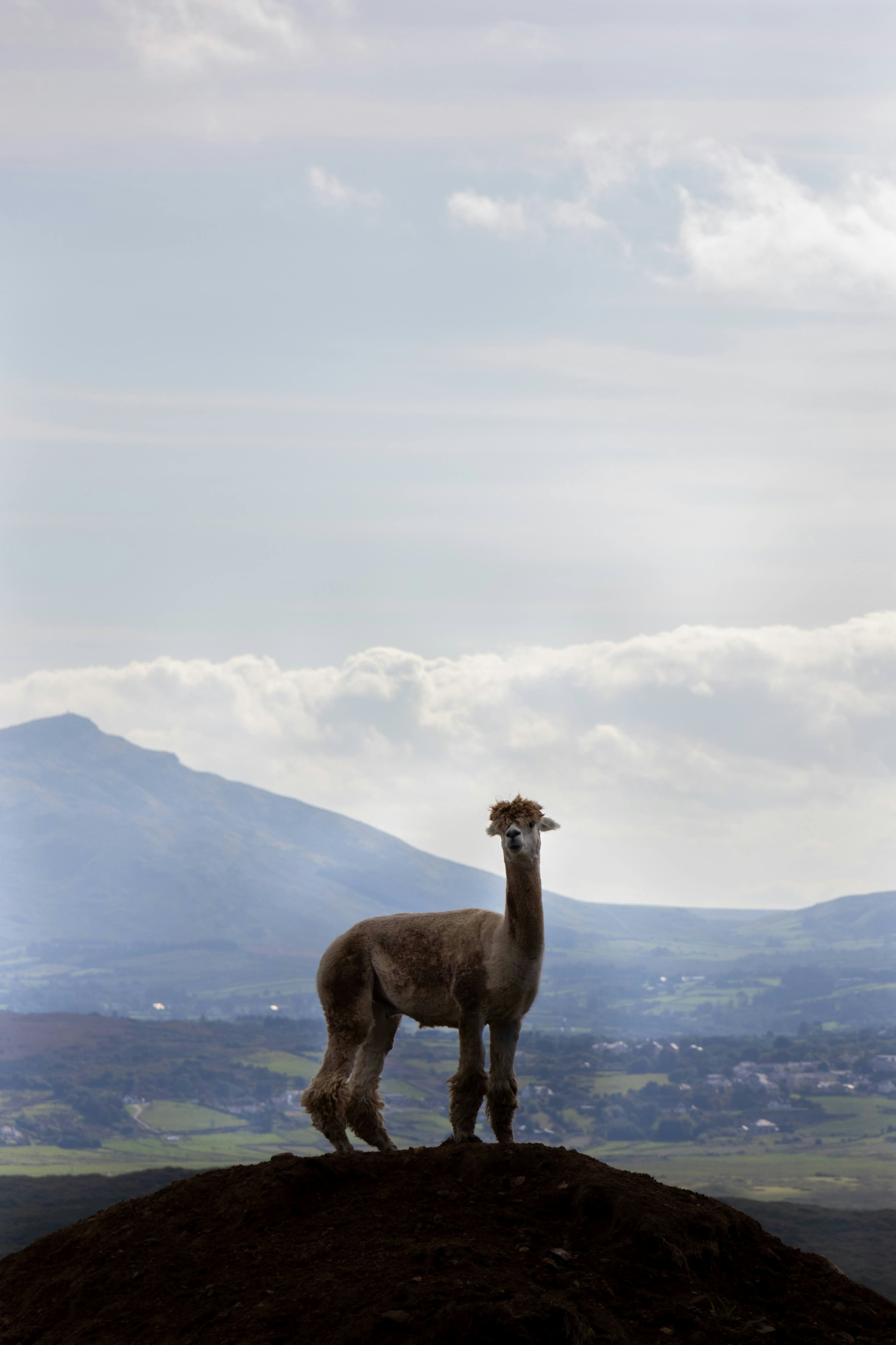 A llama standing on top of a hill
