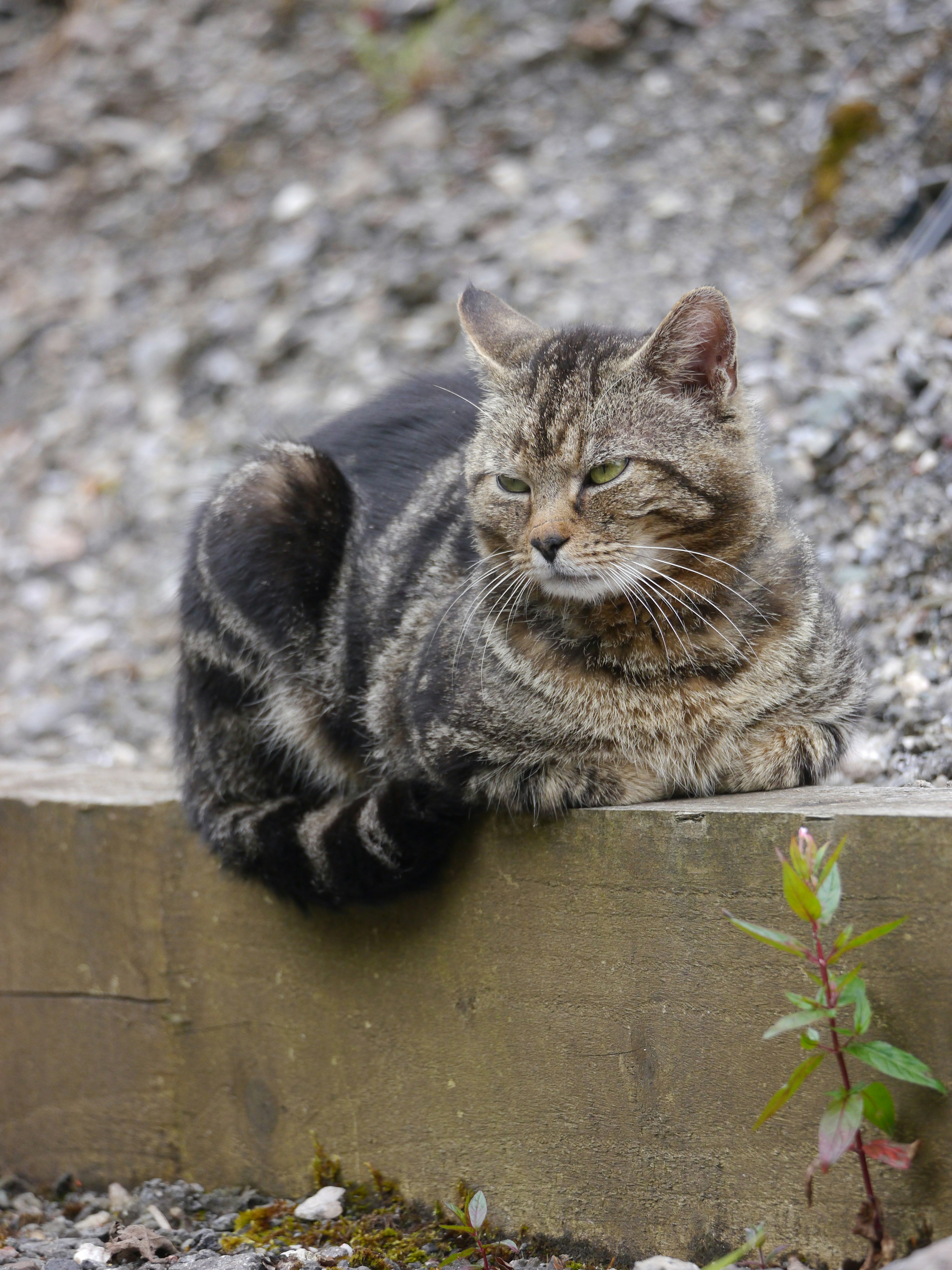 Displaying the “Cat Loaf” Pose (image credits: unsplash)