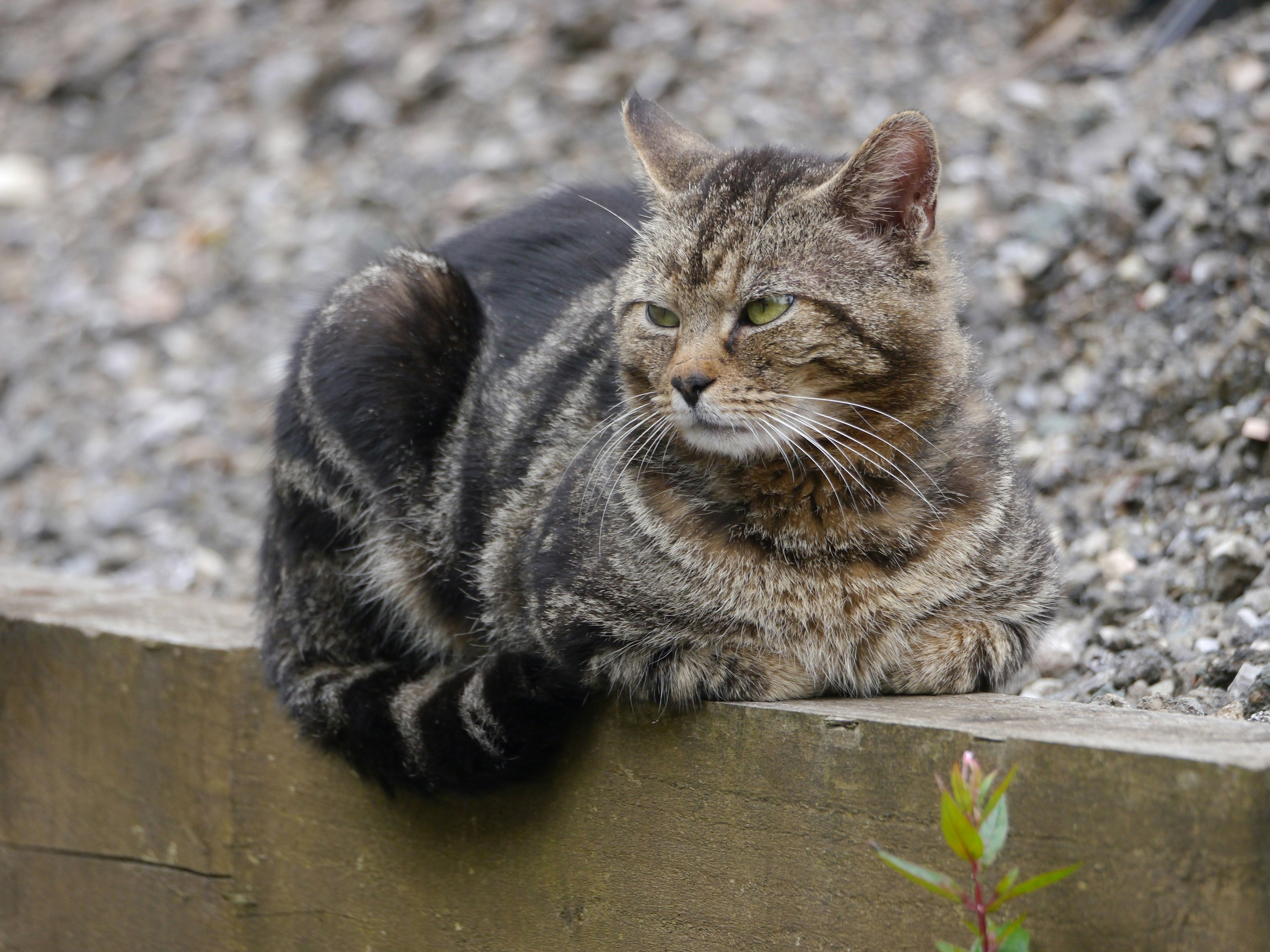 Paws Pulled Under the Body or “Loafing” (image credits: unsplash)