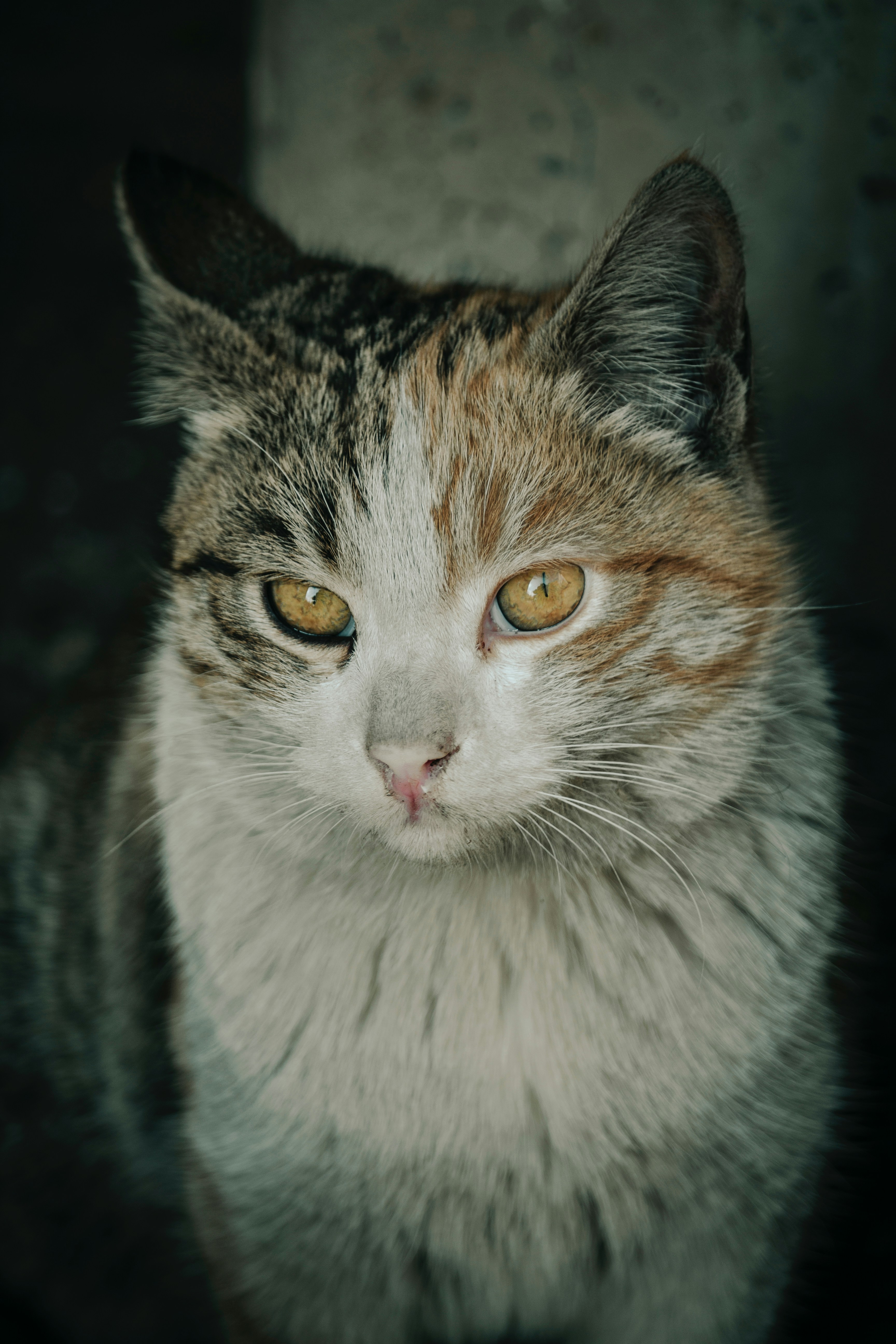 Photo by hananehreisi